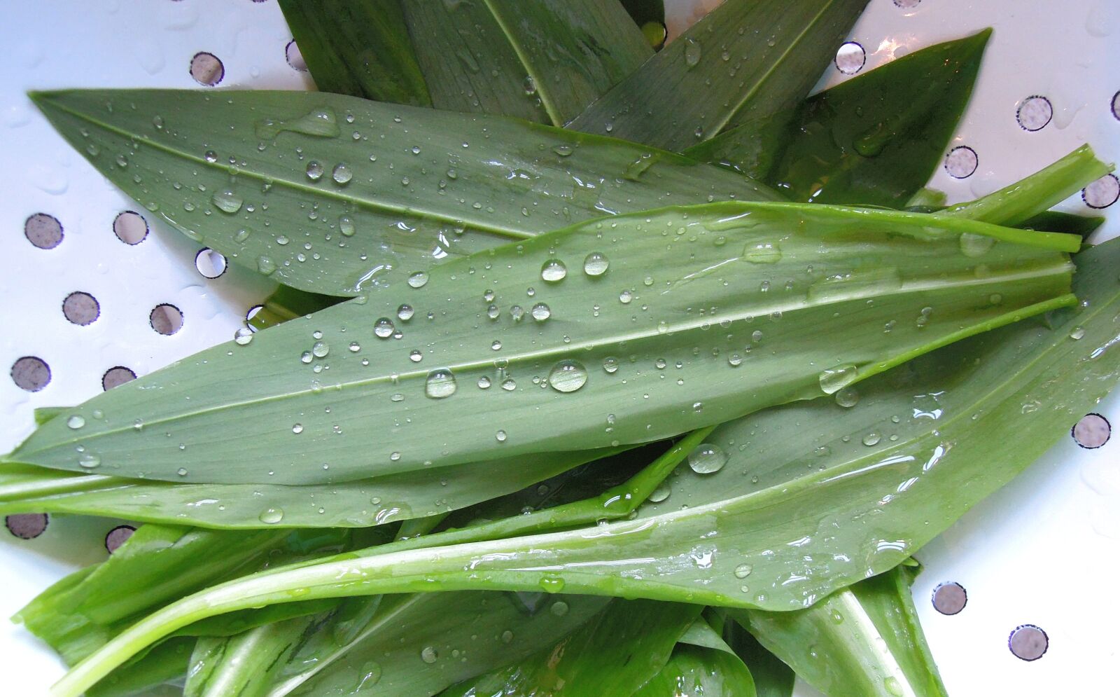 Nikon Coolpix P300 sample photo. Wild garlic, plant, green photography