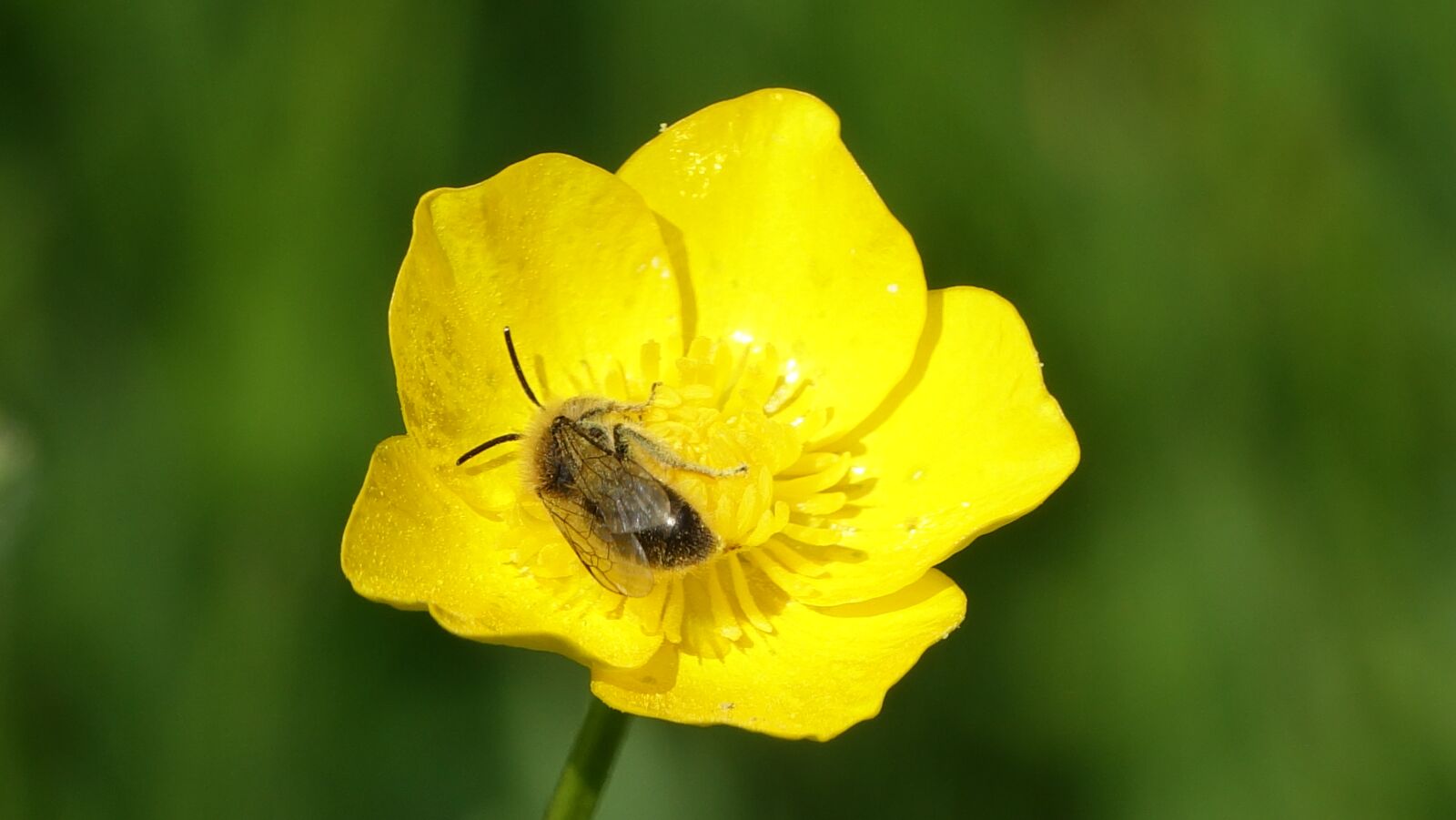 Sony Cyber-shot DSC-RX10 III sample photo. Nature, flower, insect photography