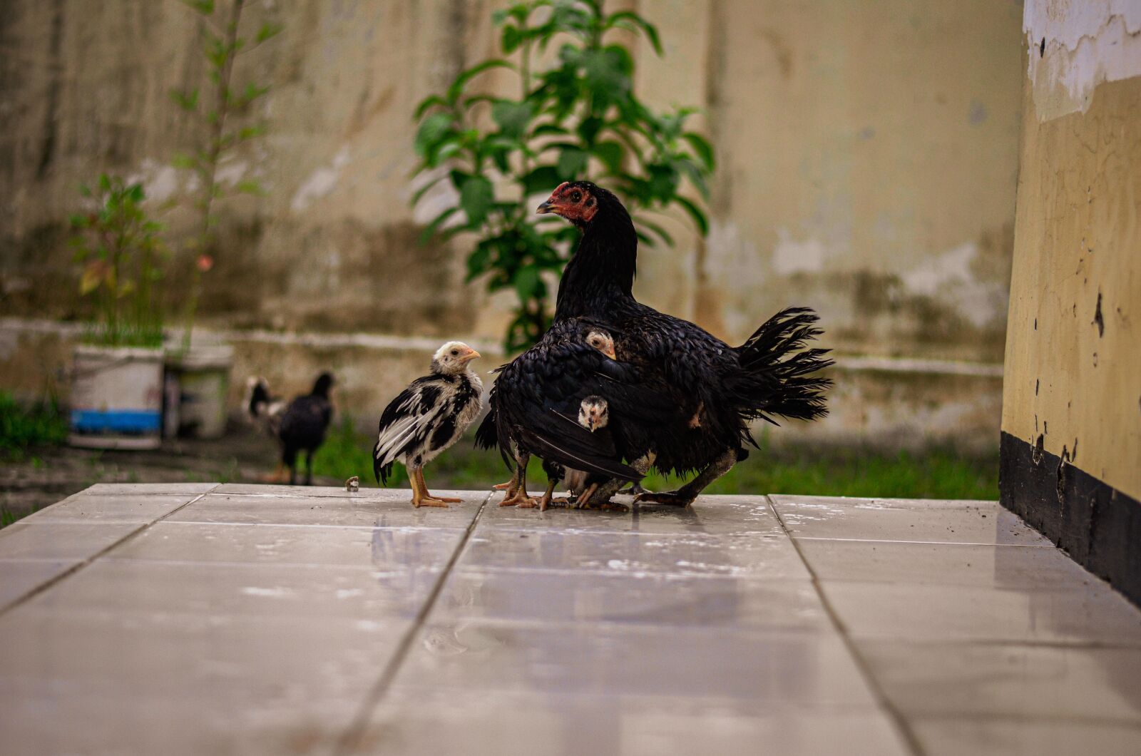 Nikon D5100 sample photo. Animal, pet, chicken photography