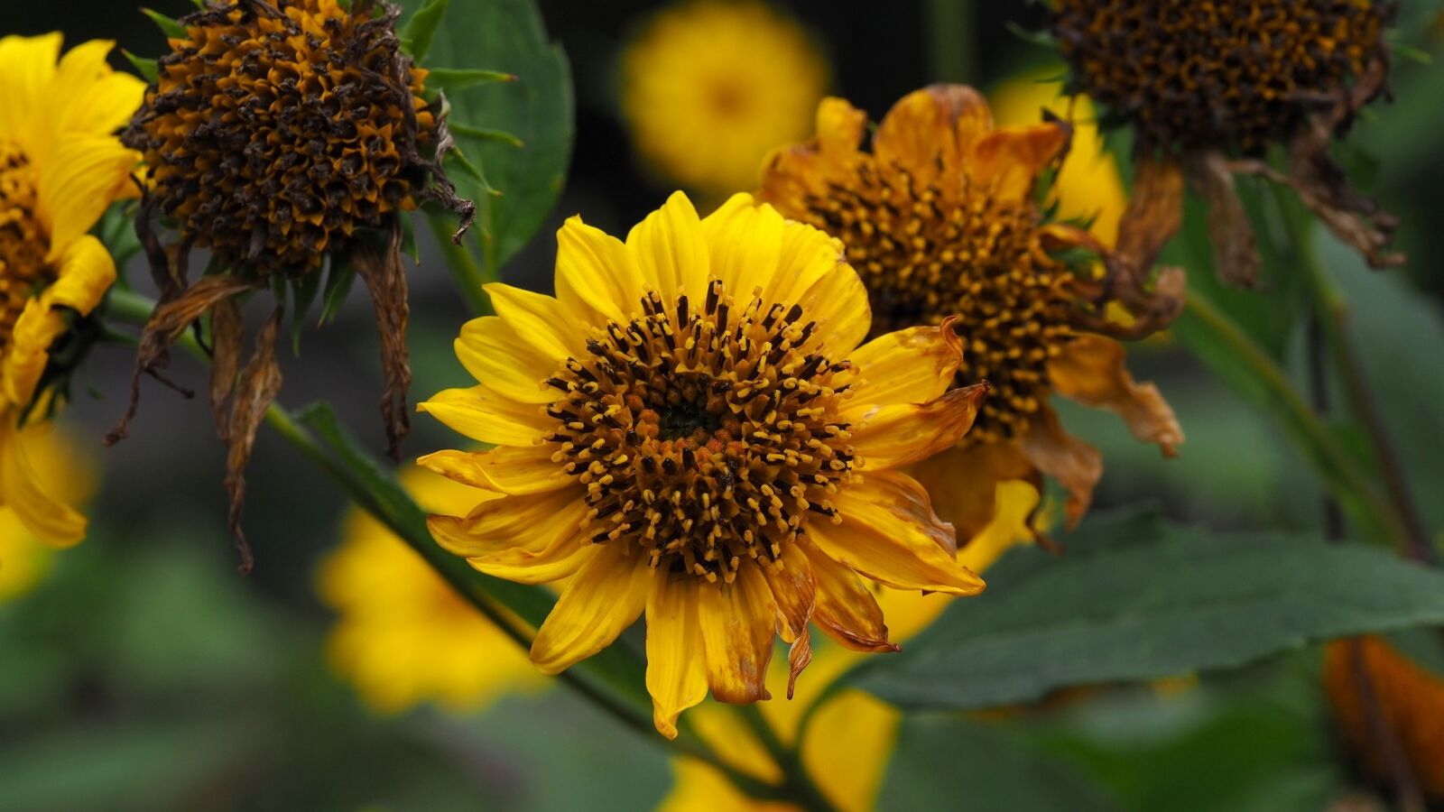 Olympus OM-D E-M10 III sample photo. Autumn, nature, yellow leaves photography