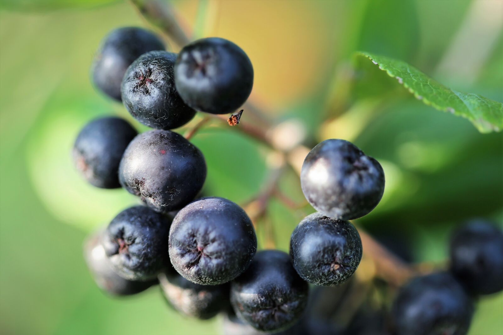 Canon EOS 6D + Canon EF 100mm F2.8 Macro USM sample photo. Aronia, berries, leaves photography