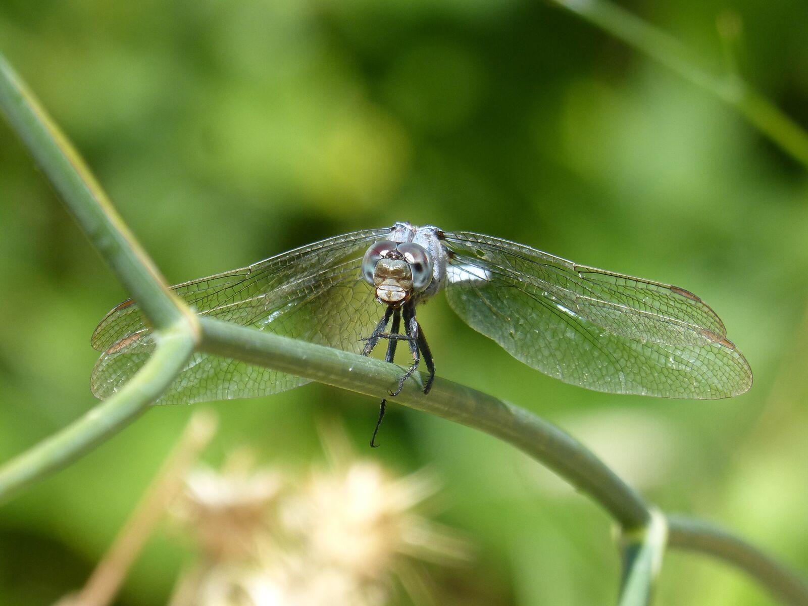 Panasonic DMC-FZ62 sample photo. Lib lul, dragonfly aul photography
