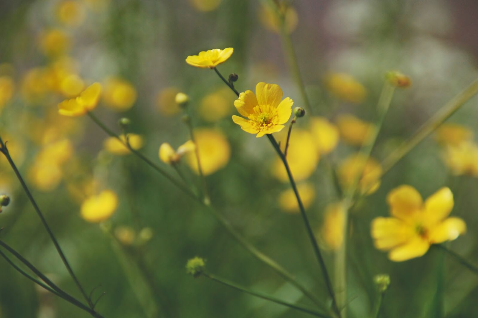 Nikon D50 sample photo. Buttercups, berm, yellow flower photography