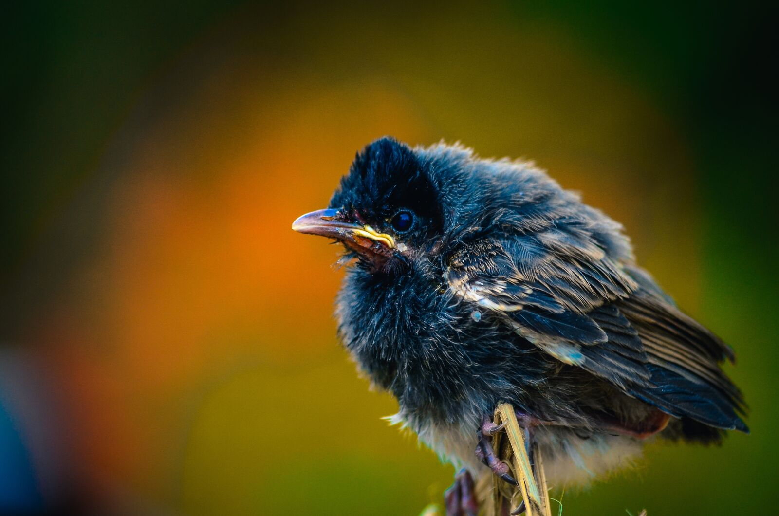 Nikon D5100 sample photo. Bulbul, bird, animal photography
