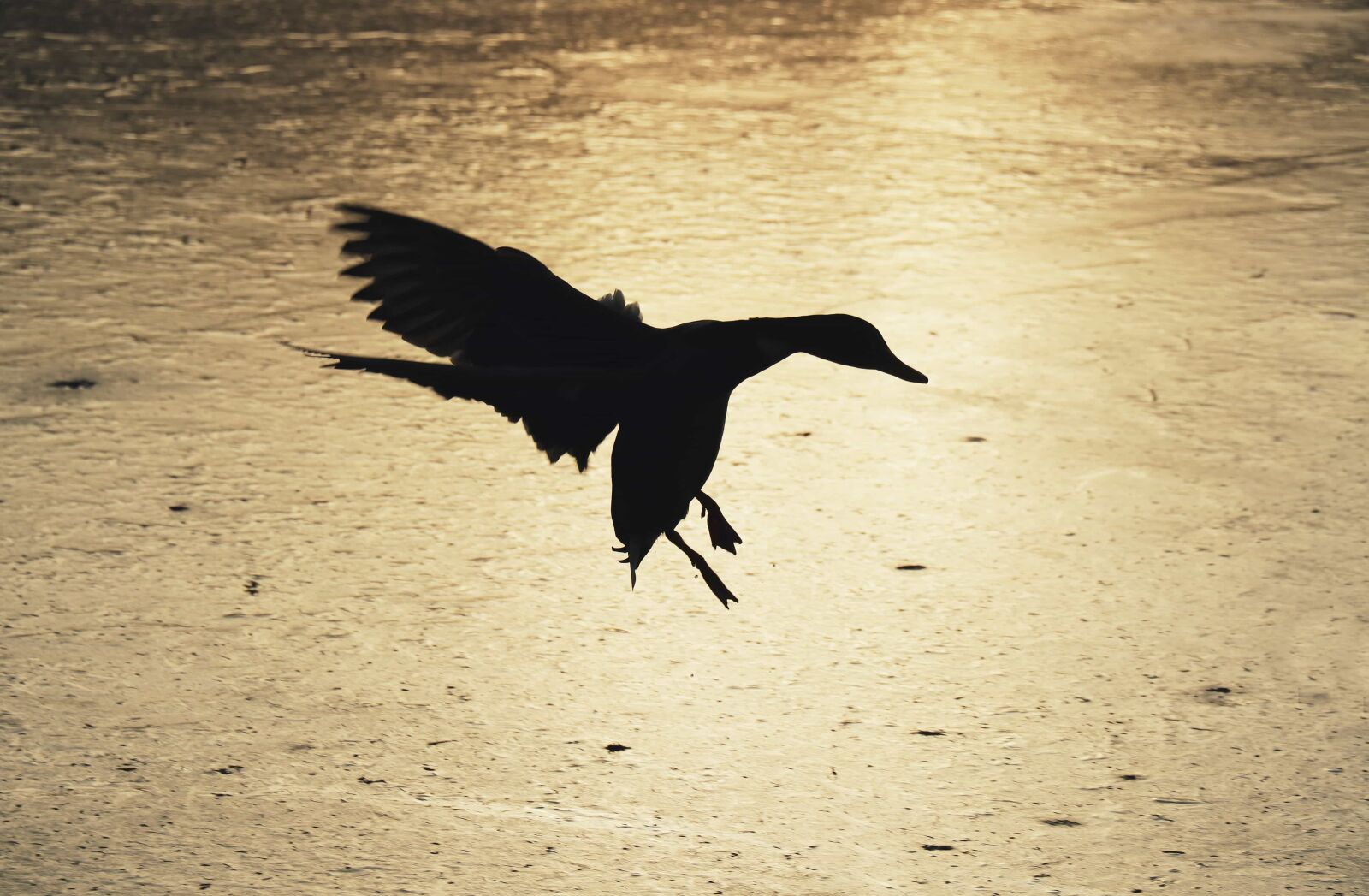 Canon EOS 80D sample photo. Bird, water, beach, wildlife photography