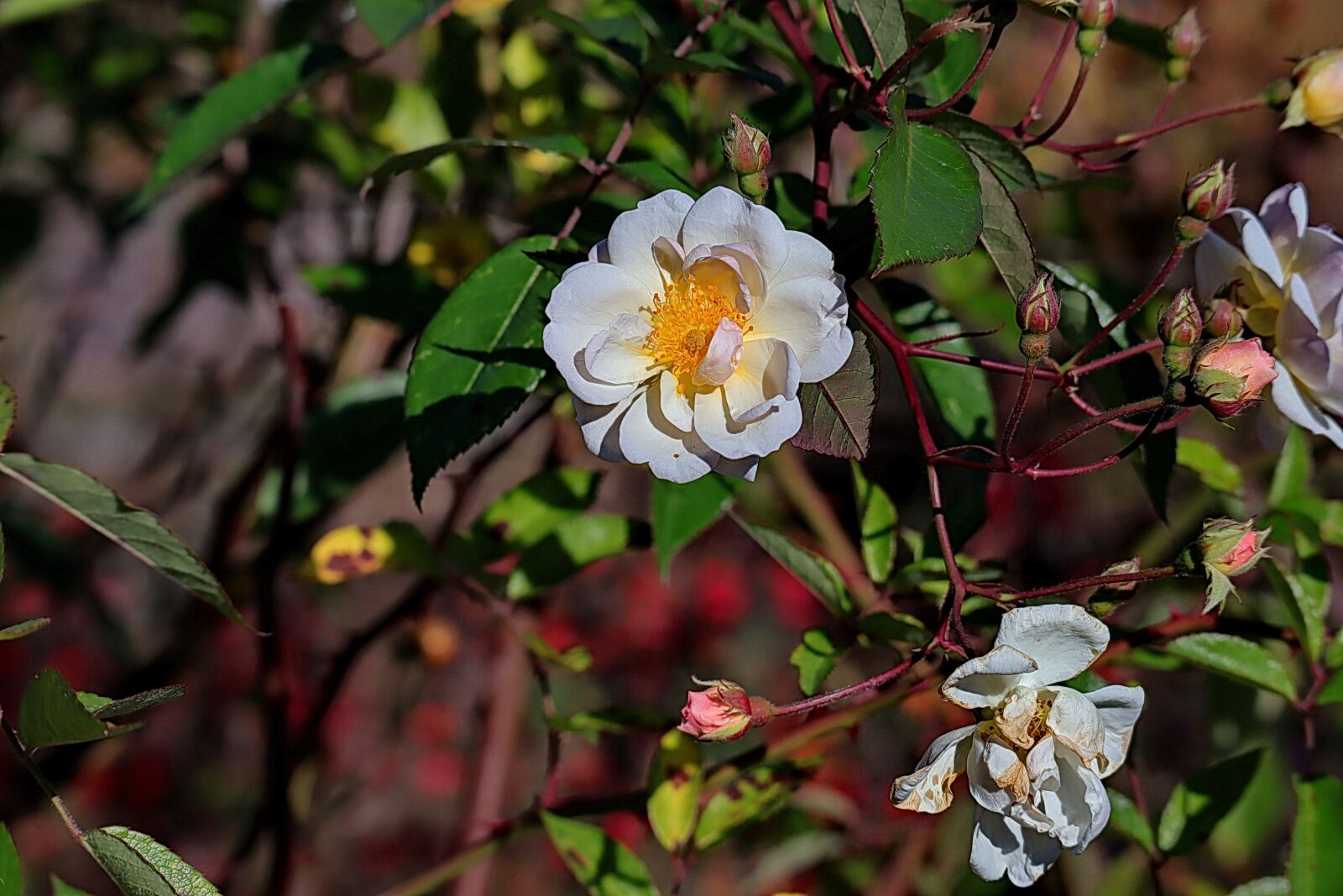 Canon EOS M50 (EOS Kiss M) sample photo. Rose, blossom, bloom photography