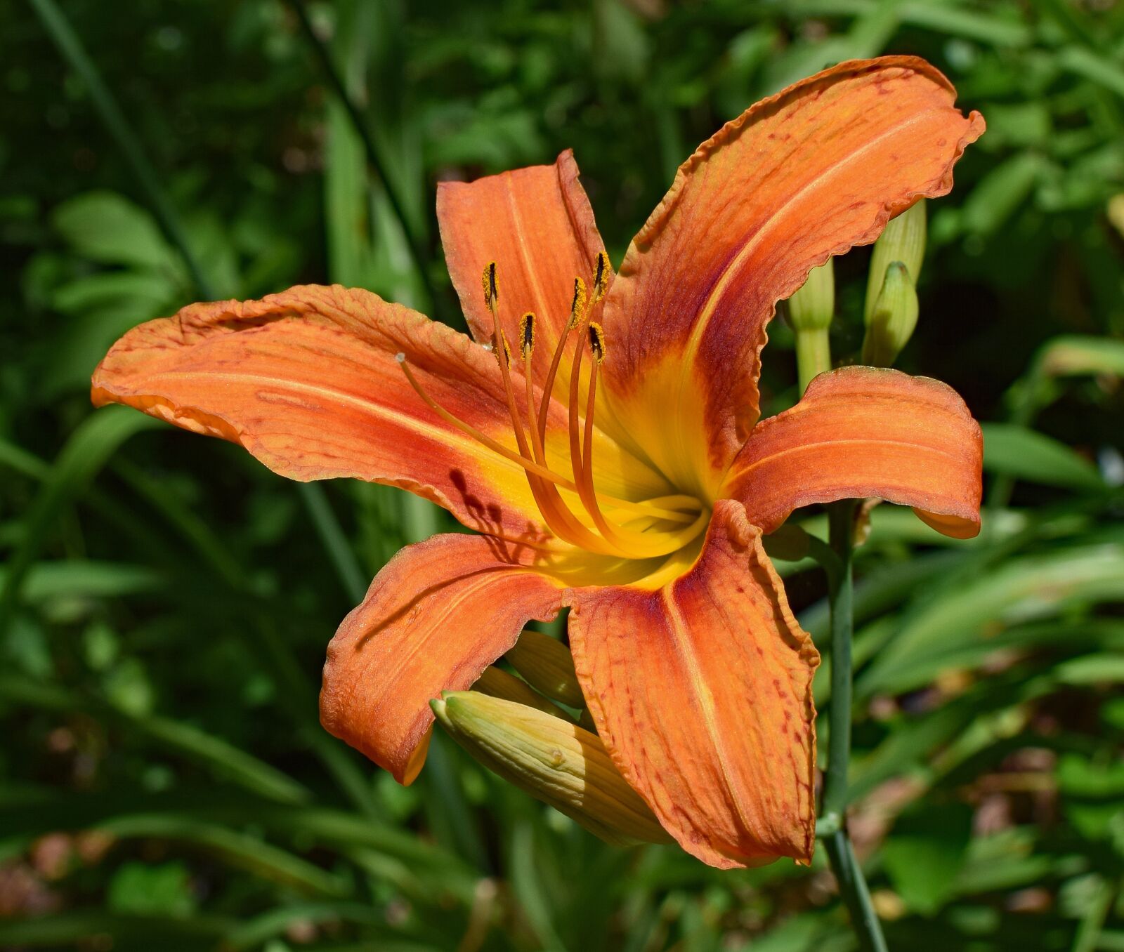 Nikon D3300 sample photo. Daylily close-up, lily, close-up photography