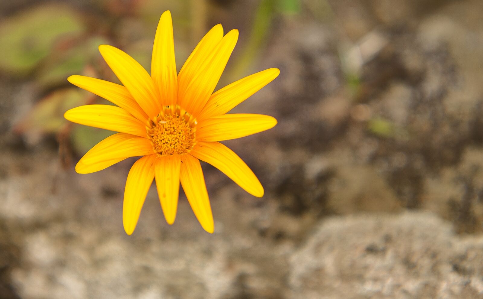 Canon EOS 400D (EOS Digital Rebel XTi / EOS Kiss Digital X) sample photo. Flower, nature, spring photography