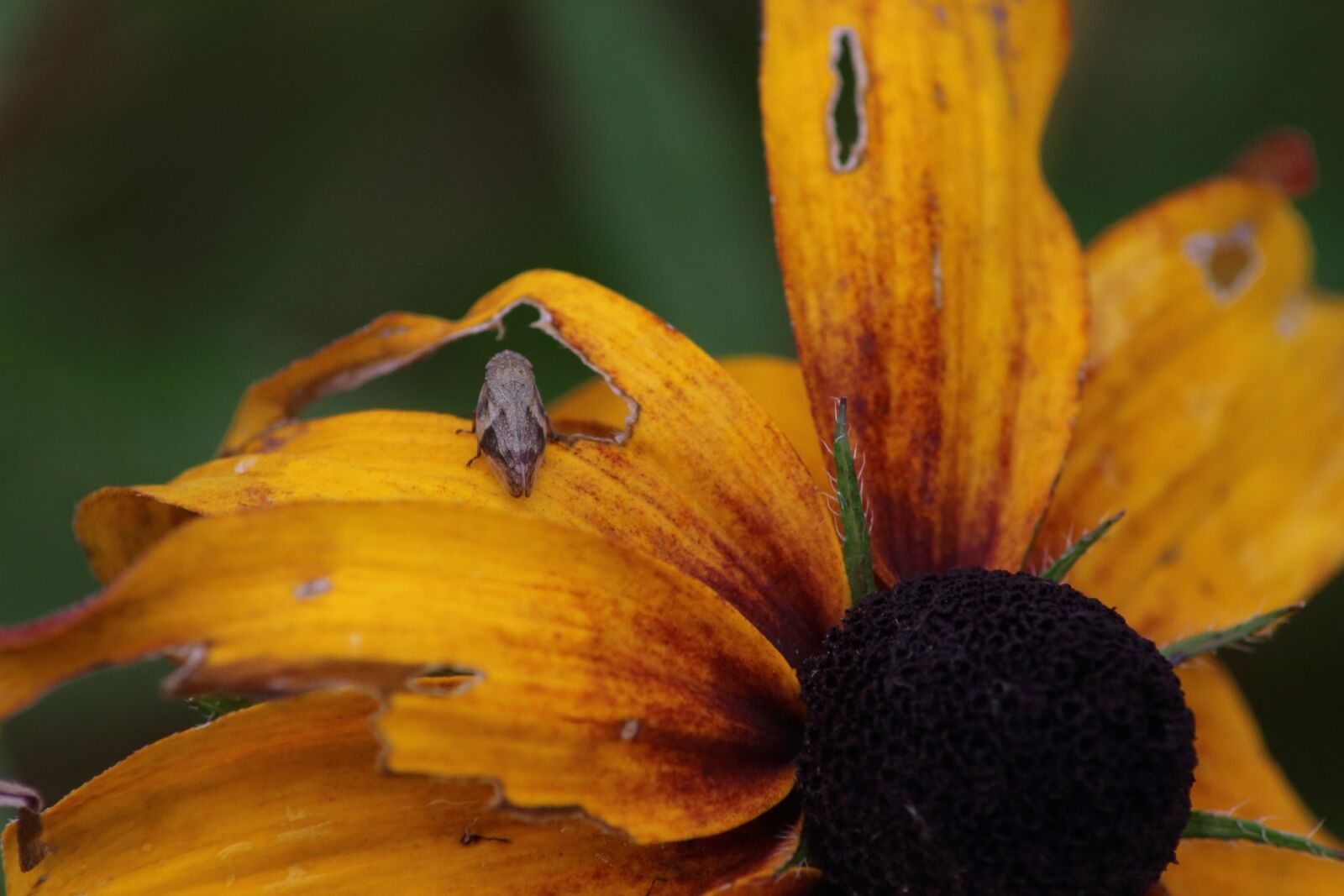 Canon EOS 1200D (EOS Rebel T5 / EOS Kiss X70 / EOS Hi) sample photo. No one, flower, nature photography