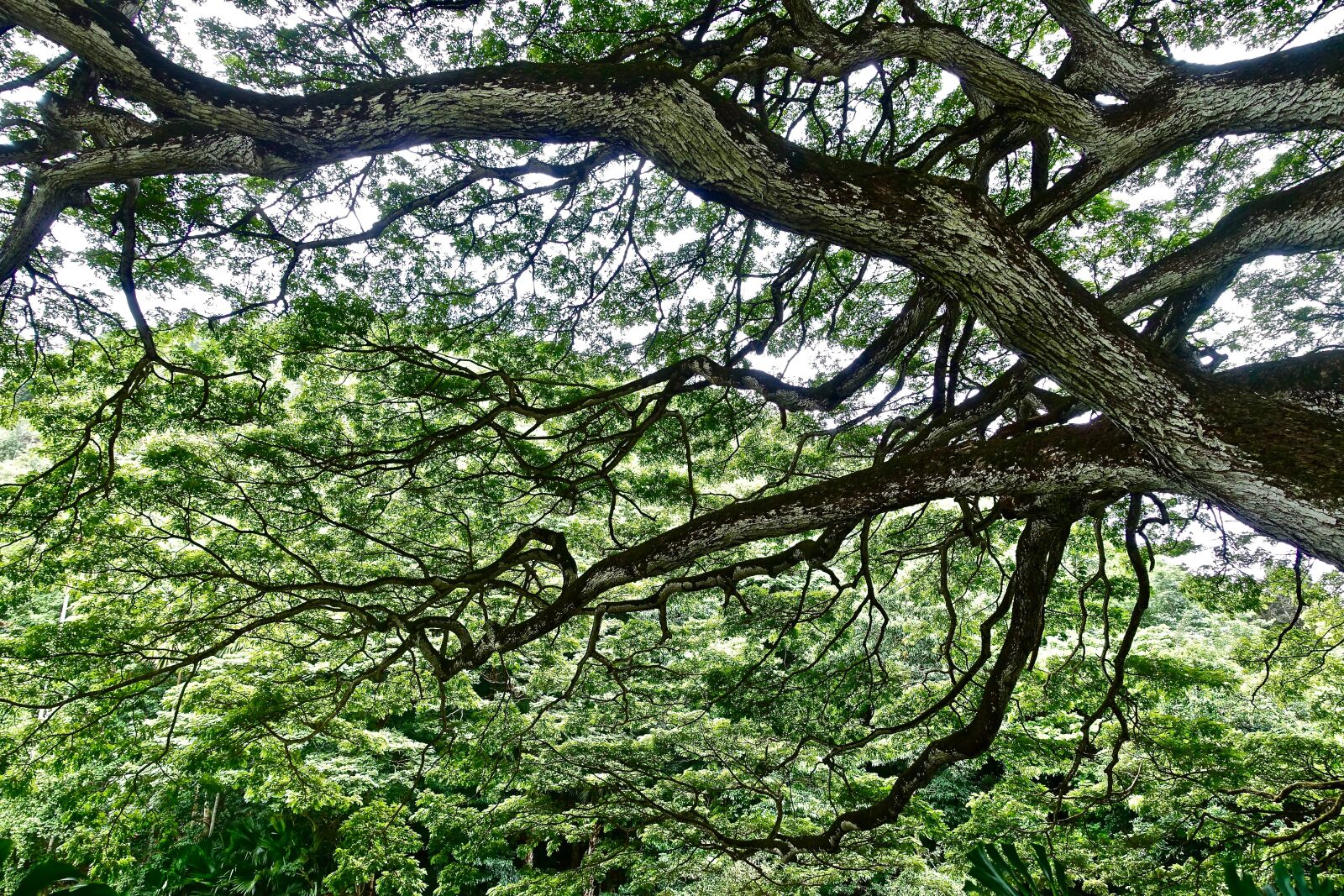 Sony Cyber-shot DSC-RX100 III sample photo. Foliage, tree, monkeypod photography