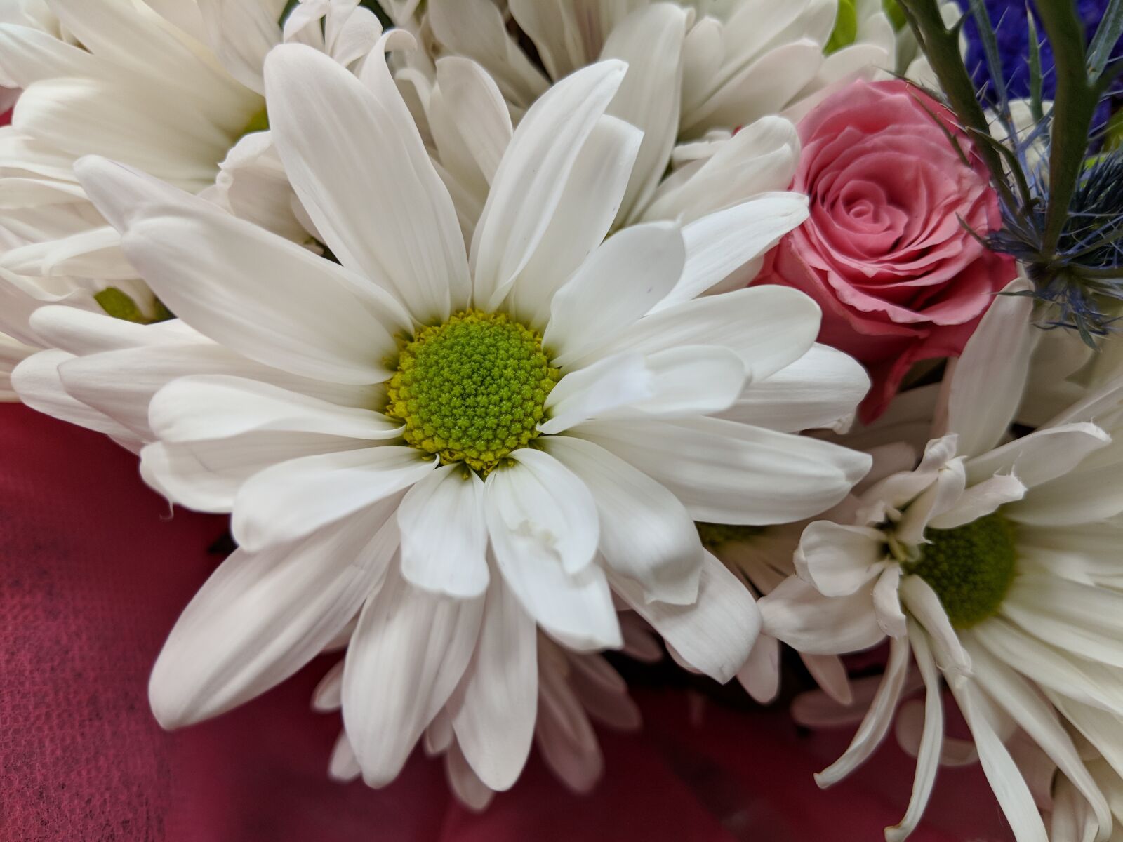 Google Pixel 2 XL sample photo. Flower, nature, flora photography