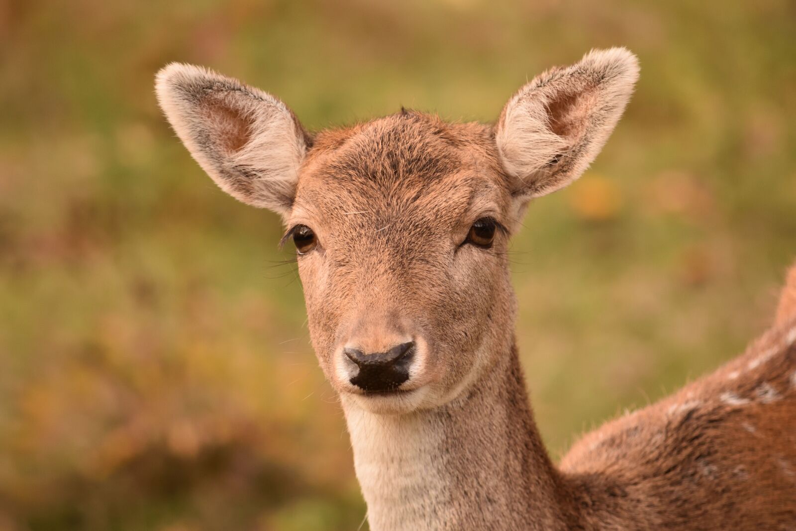 Nikon D7200 sample photo. Roe deer, fallow deer photography