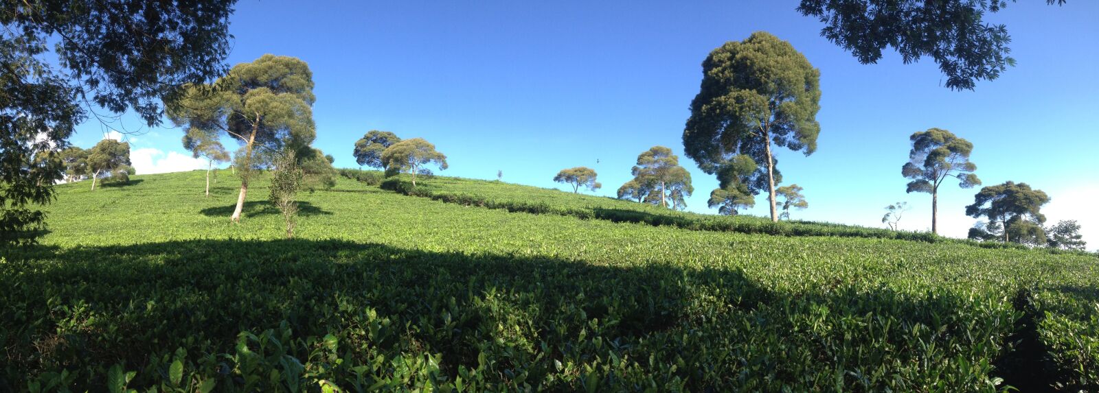 Apple iPhone 4S sample photo. Tea garden, landscape, tropical photography
