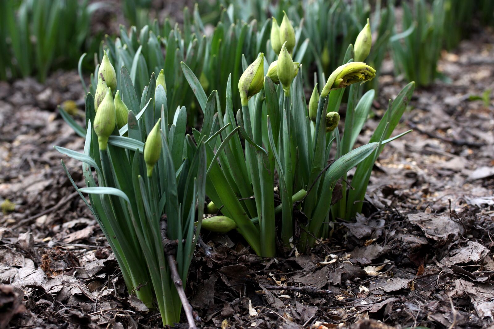 Canon EF-S 60mm F2.8 Macro USM sample photo. Daffodils, freshman, yellow photography