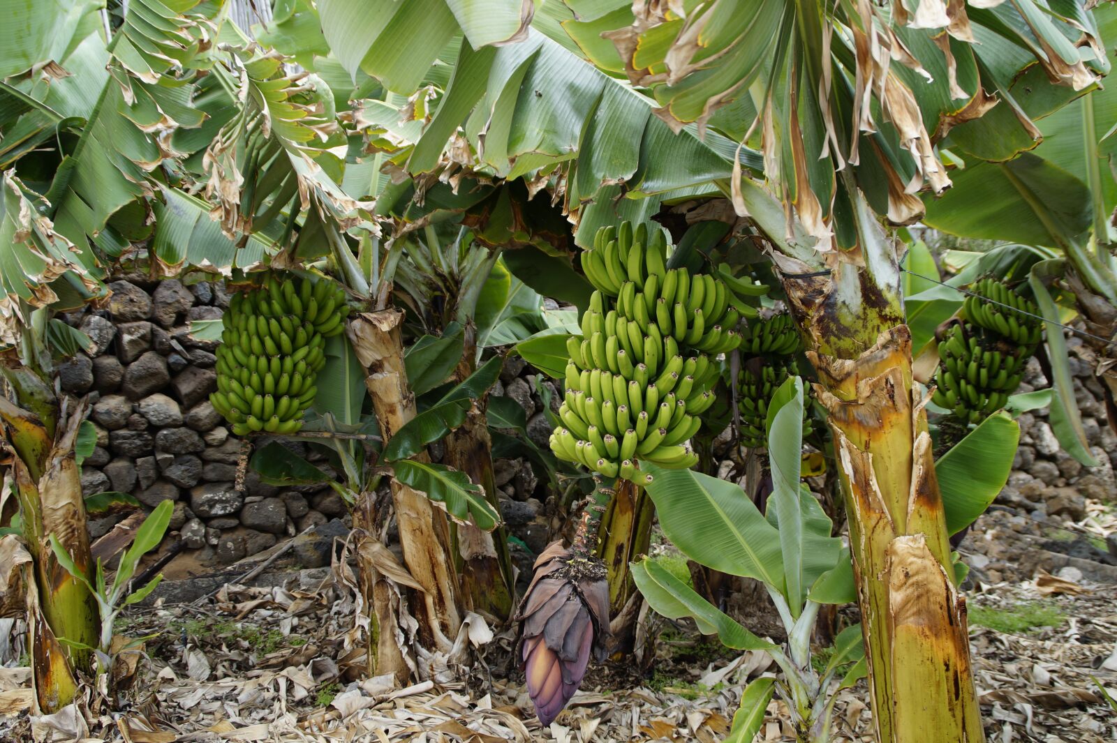 Sony SLT-A58 sample photo. Bananas, banana shrub, banana photography