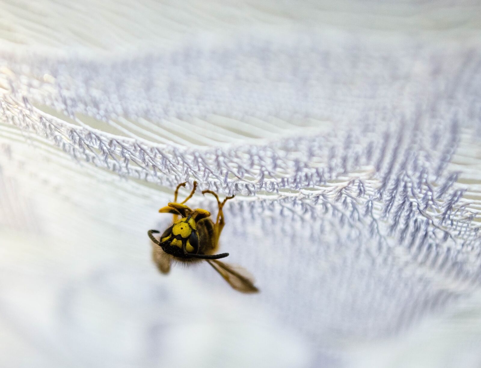 Nikon D5100 sample photo. Osa, insect, macro photography