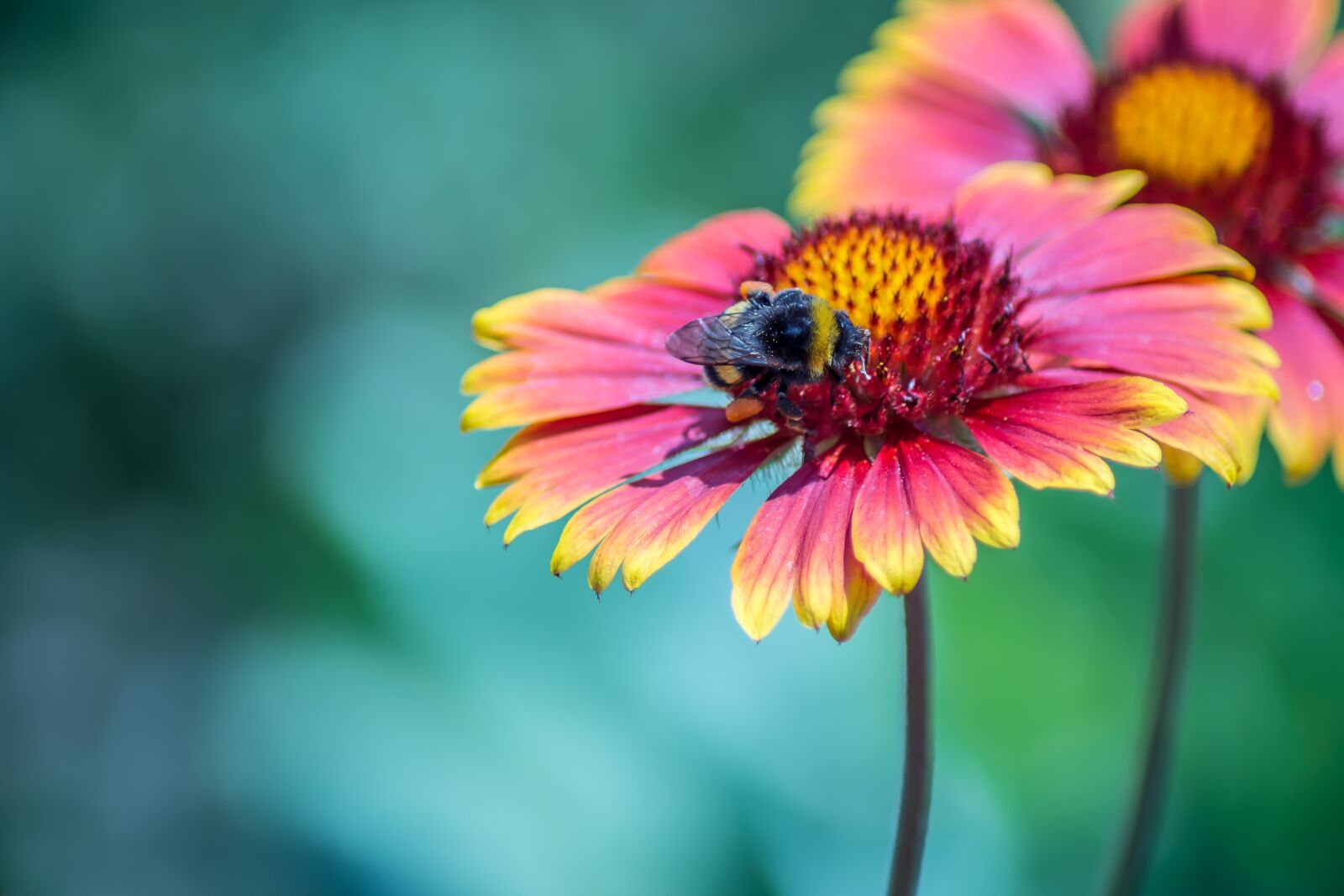 Nikon D7200 sample photo. Nature, flower, flora photography