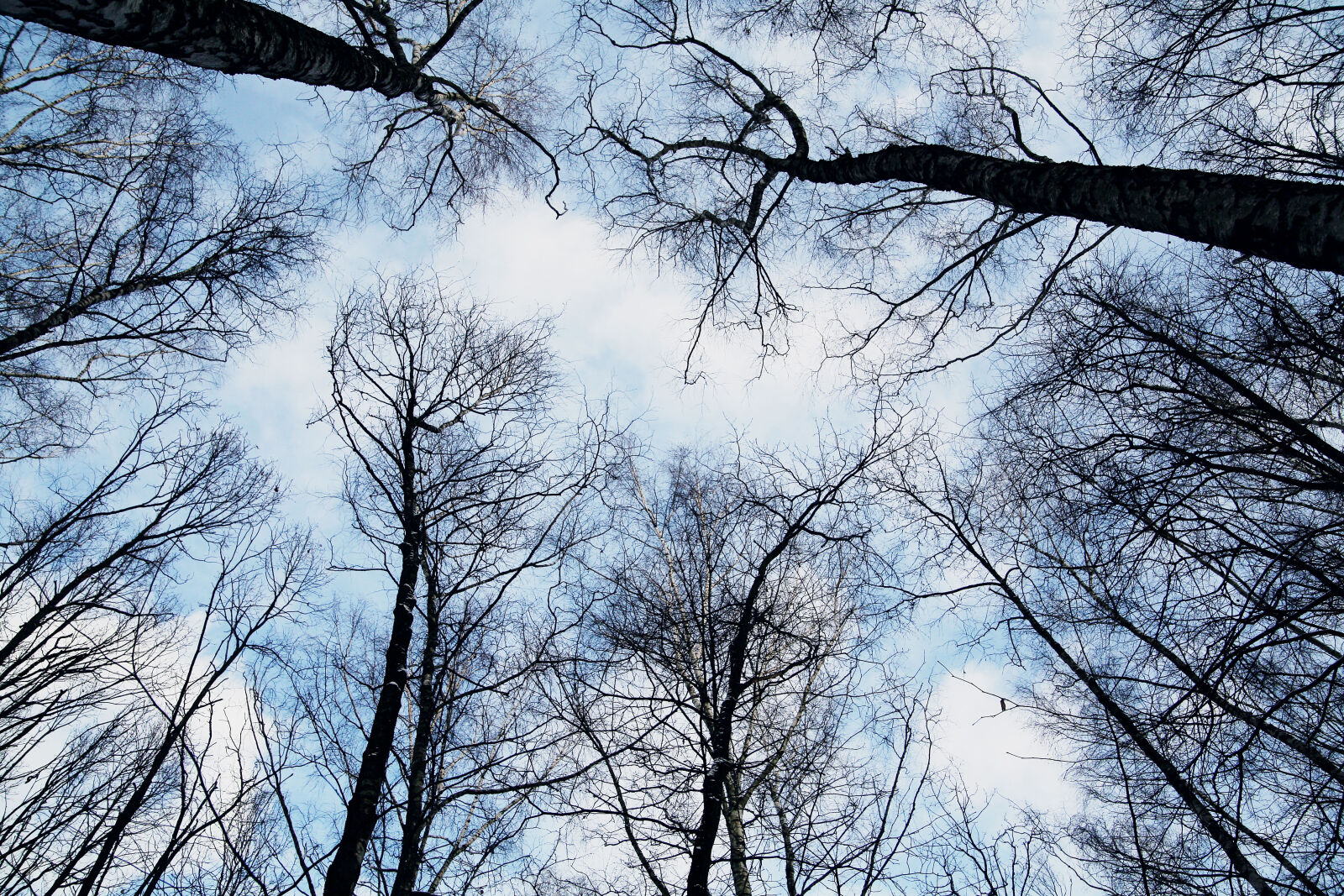 Canon EOS 5D sample photo. Sky, forest, trees, winter photography
