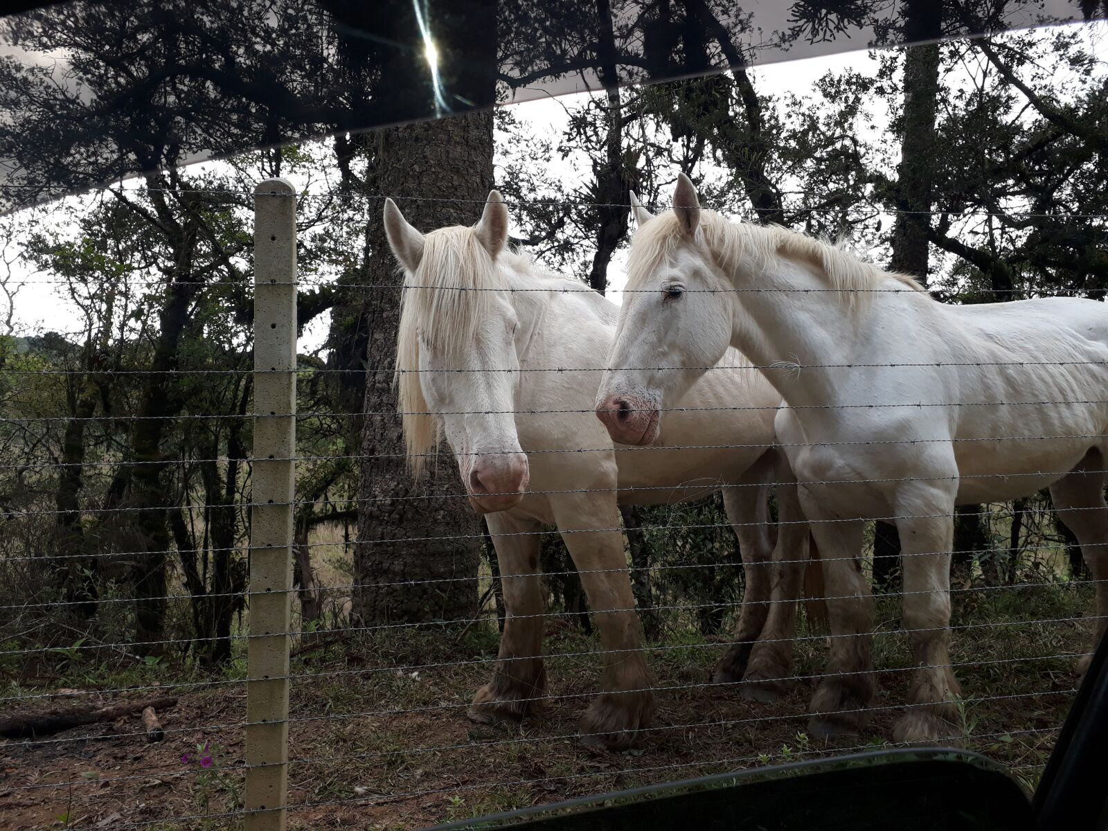 Samsung Galaxy J5 Prime sample photo. Horses, the white horse photography