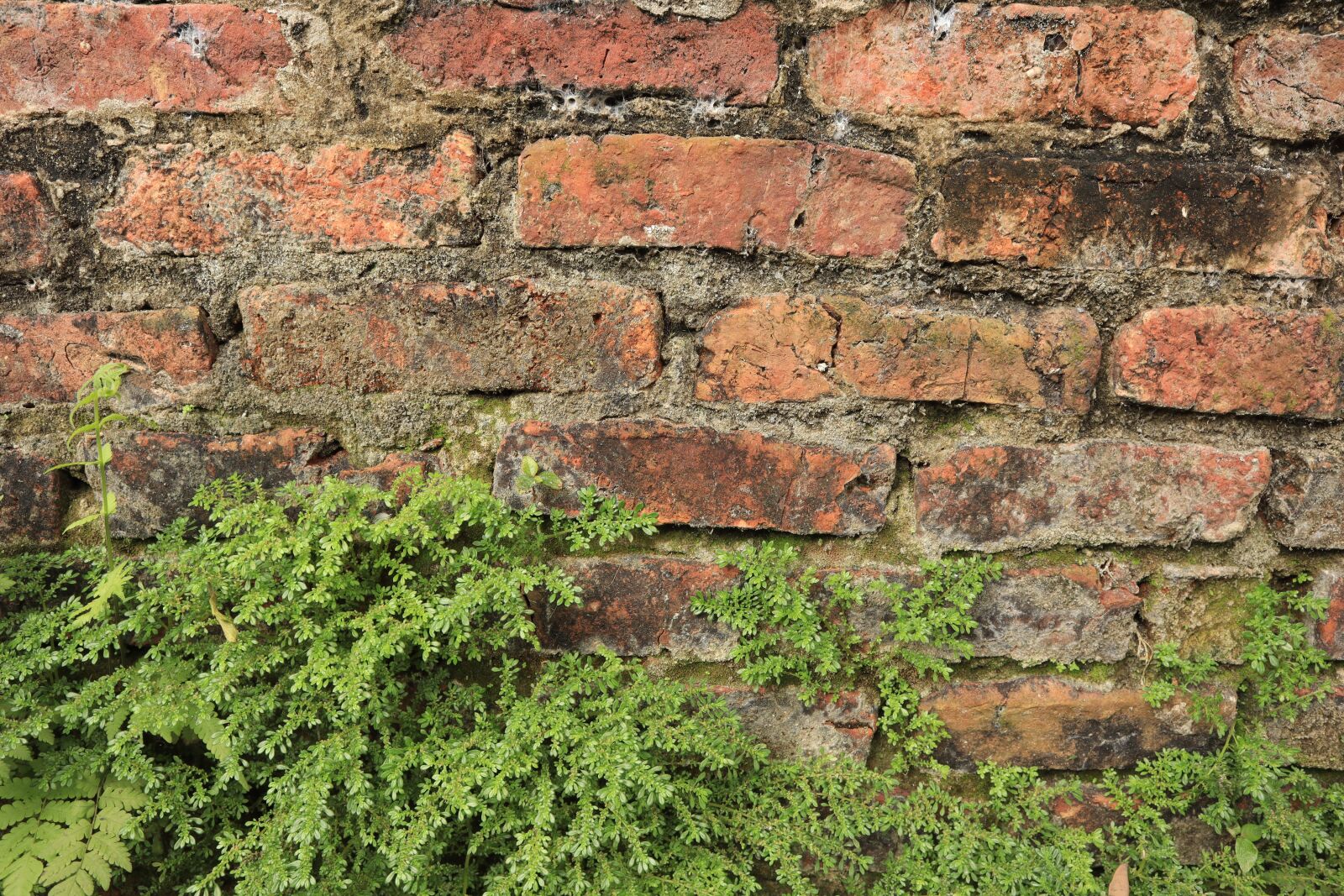 Canon EOS M50 (EOS Kiss M) sample photo. Tiles, wall, green photography