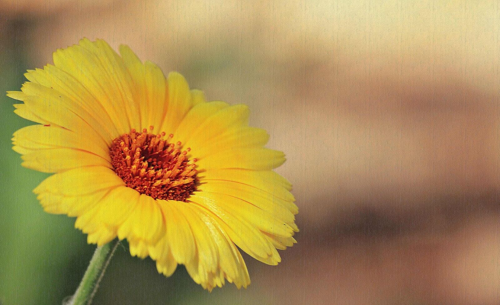 Canon EOS 550D (EOS Rebel T2i / EOS Kiss X4) sample photo. Flower, nature, sunflower, petal photography