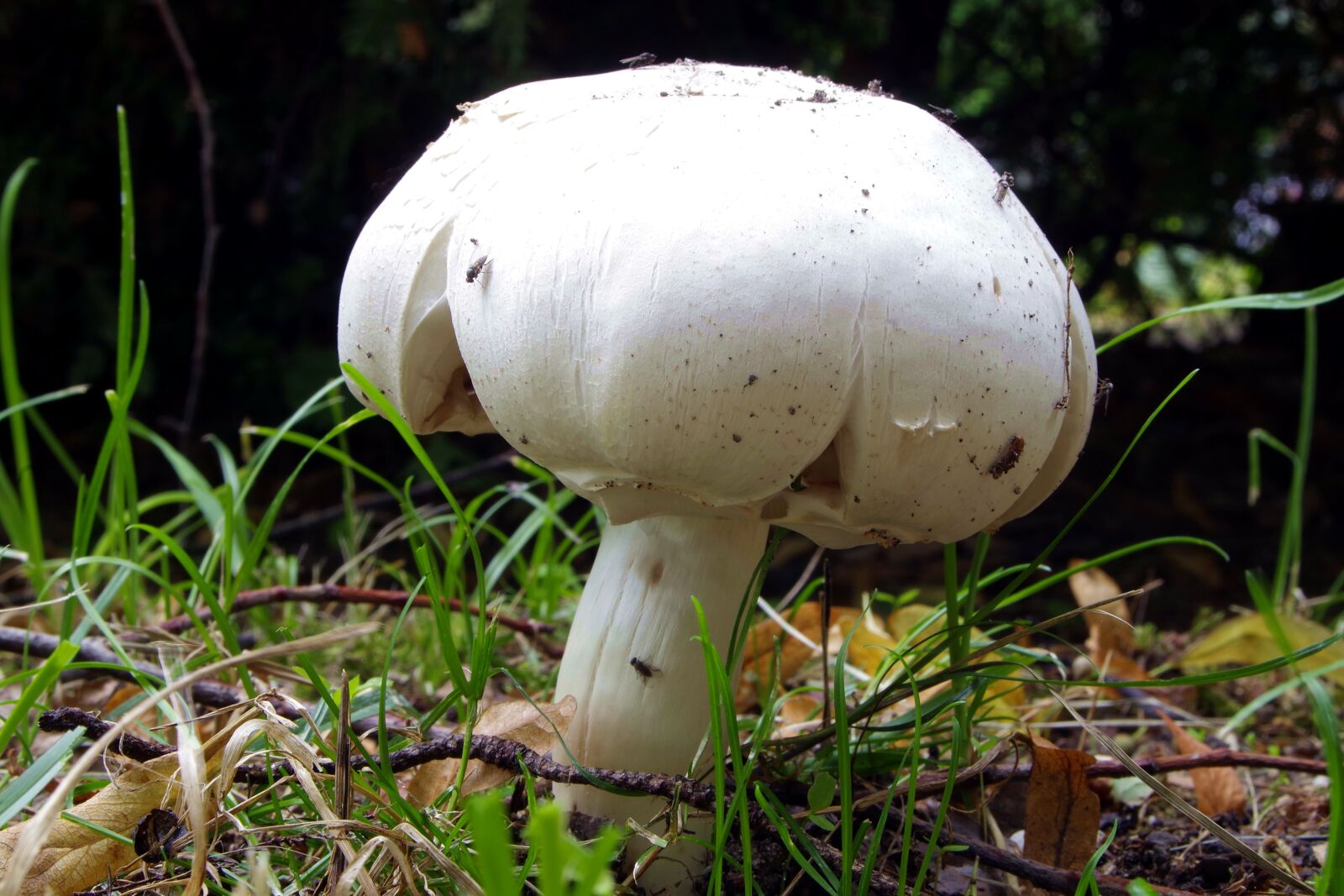 Pentax K-S2 sample photo. Agaricus, mushroom, mushrooms photography