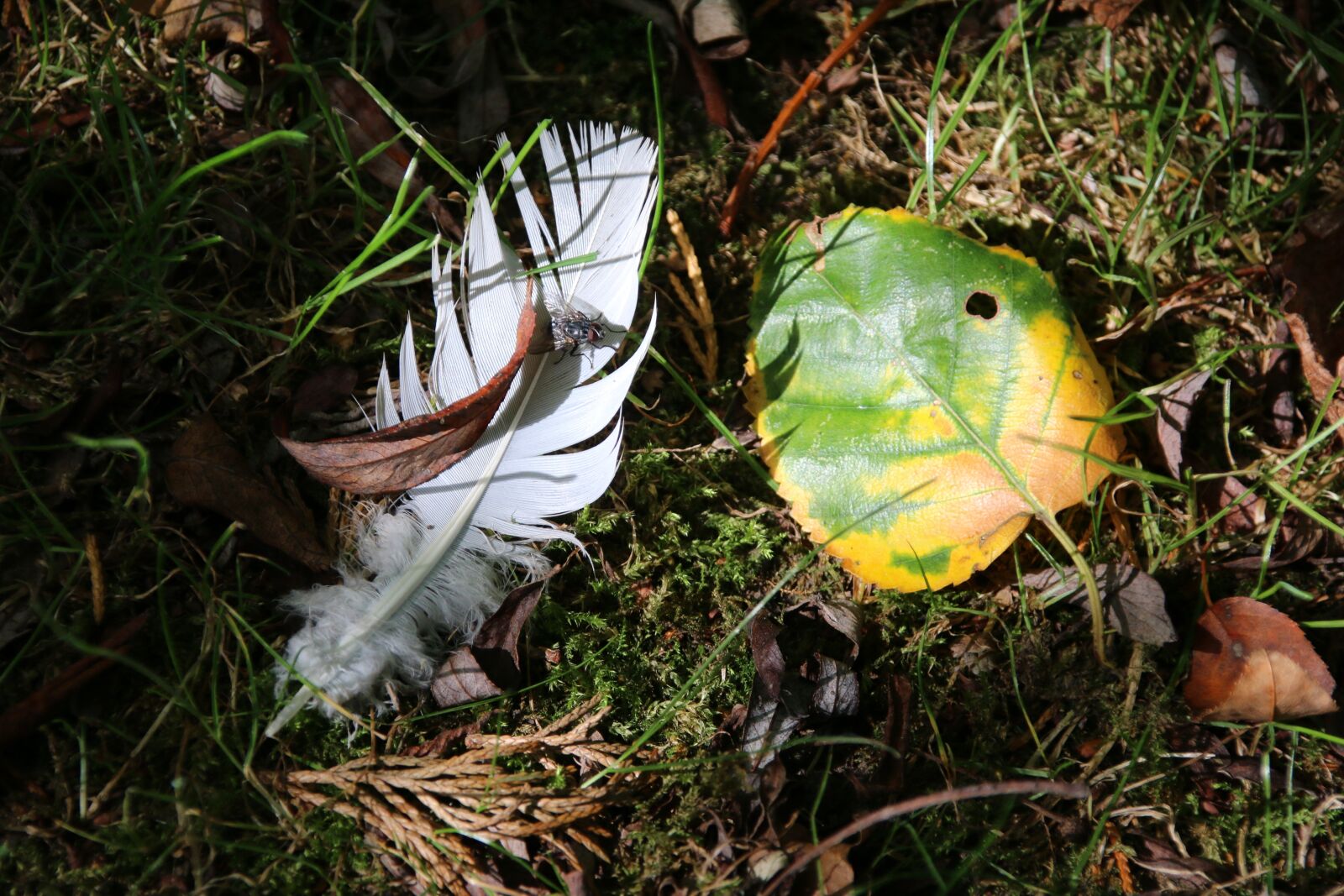 Canon EOS 70D sample photo. Pen, leaf, nature photography