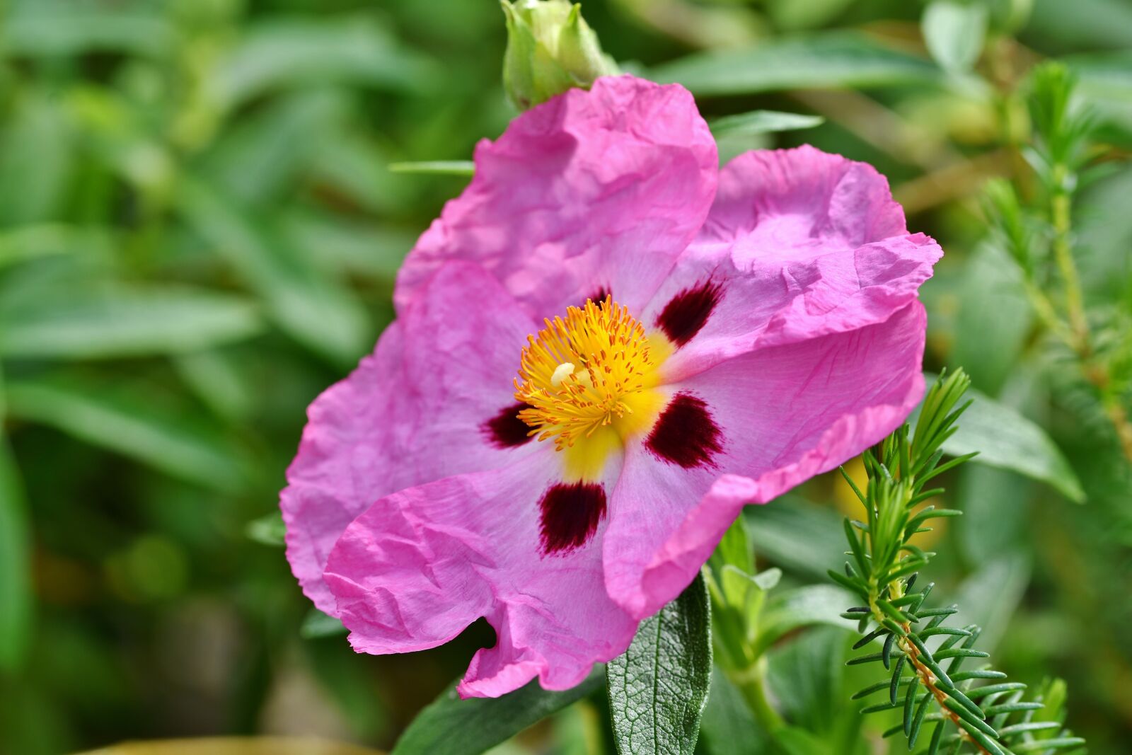 Nikon D7200 sample photo. Purple rockrose, blossom, bloom photography