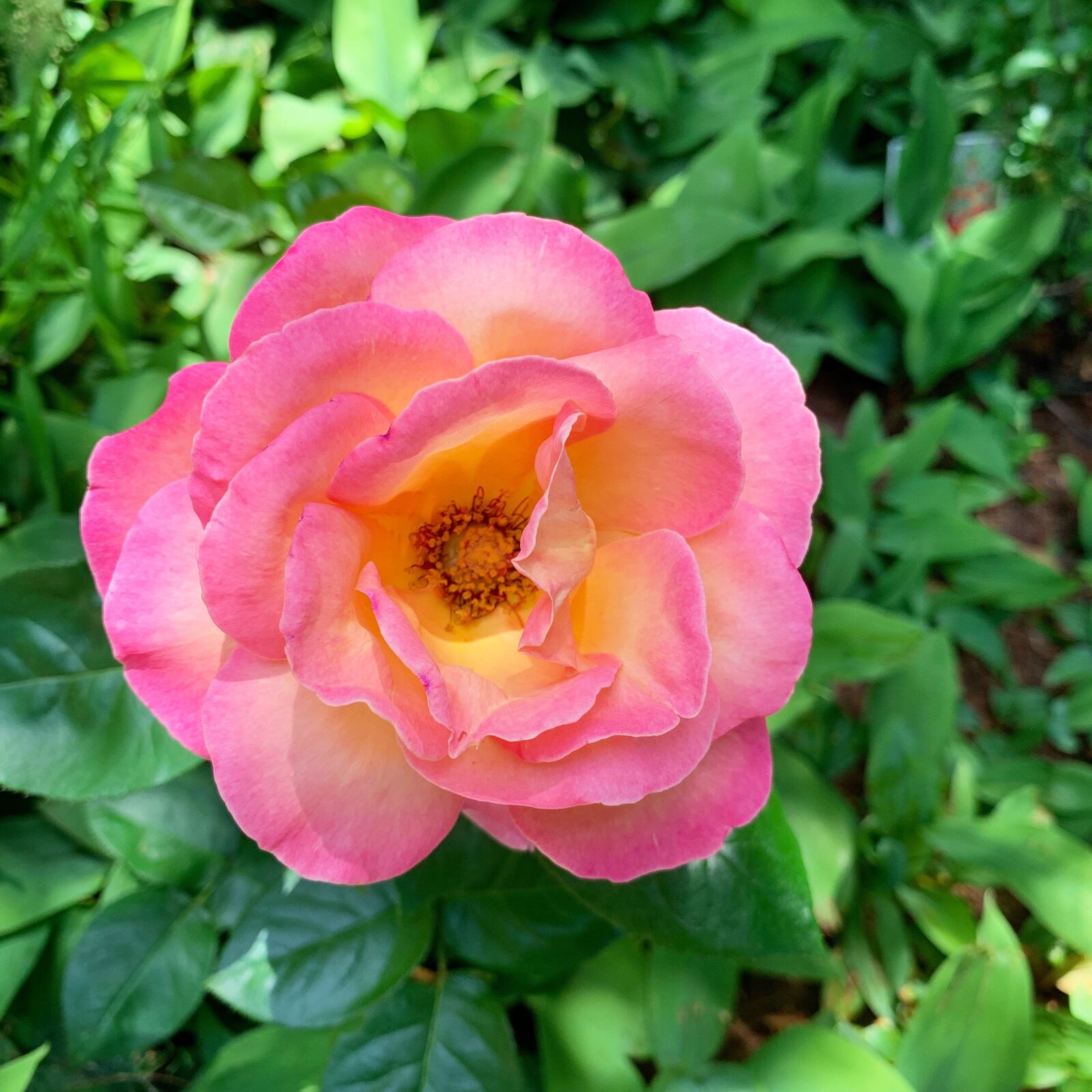 iPhone XR back camera 4.25mm f/1.8 sample photo