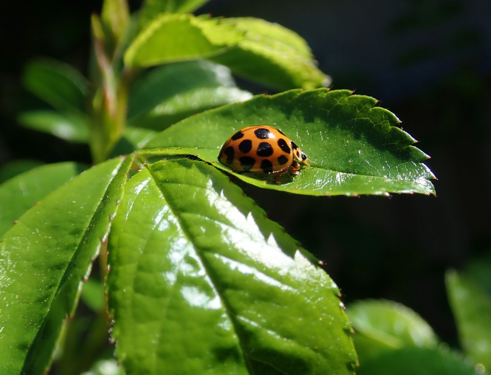 Olympus TG-5 sample photo. Ladybird, insect, leaves photography