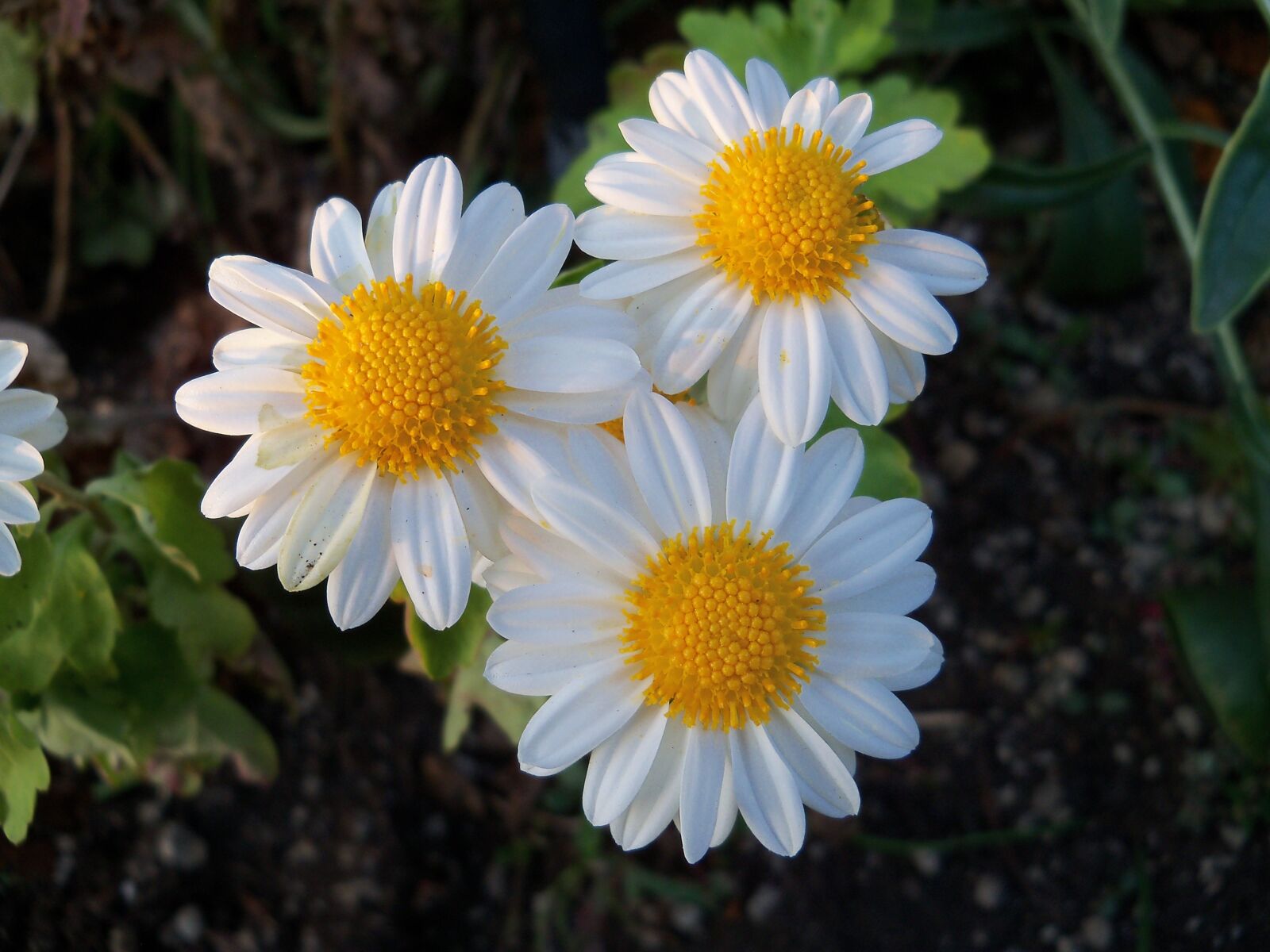 Kodak EasyShare Z915 sample photo. Flowers, nature, petals photography