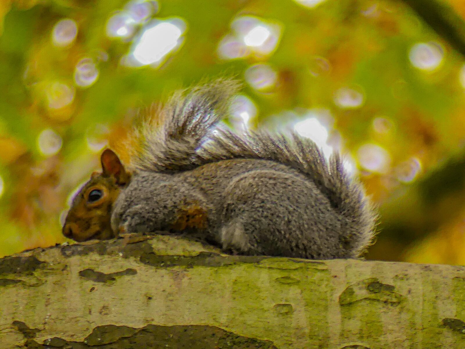 Panasonic Lumix DMC-FZ300 sample photo. Squirrel, park, cute photography