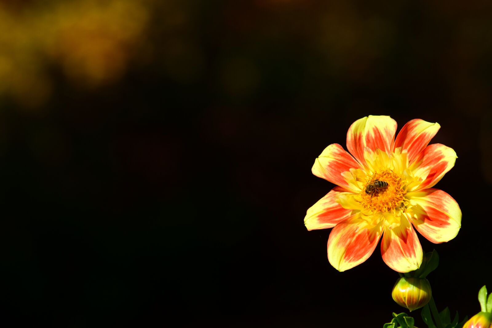 Nikon D3300 sample photo. Dahlia, bee, blossom photography