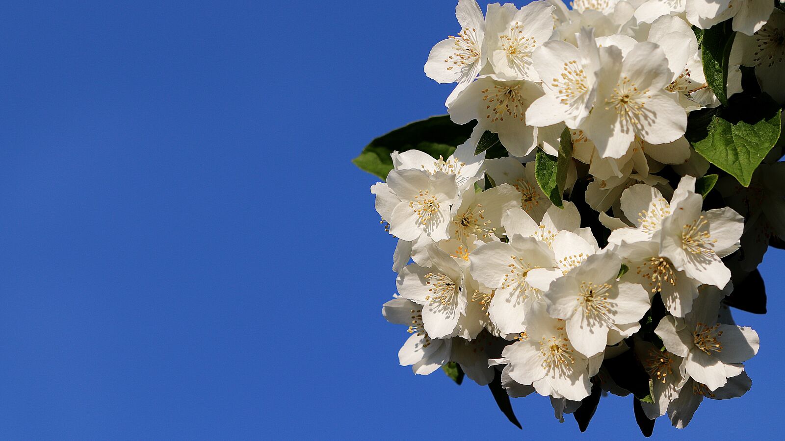 Canon EOS 77D (EOS 9000D / EOS 770D) sample photo. Background, bauer jasmin, bush photography