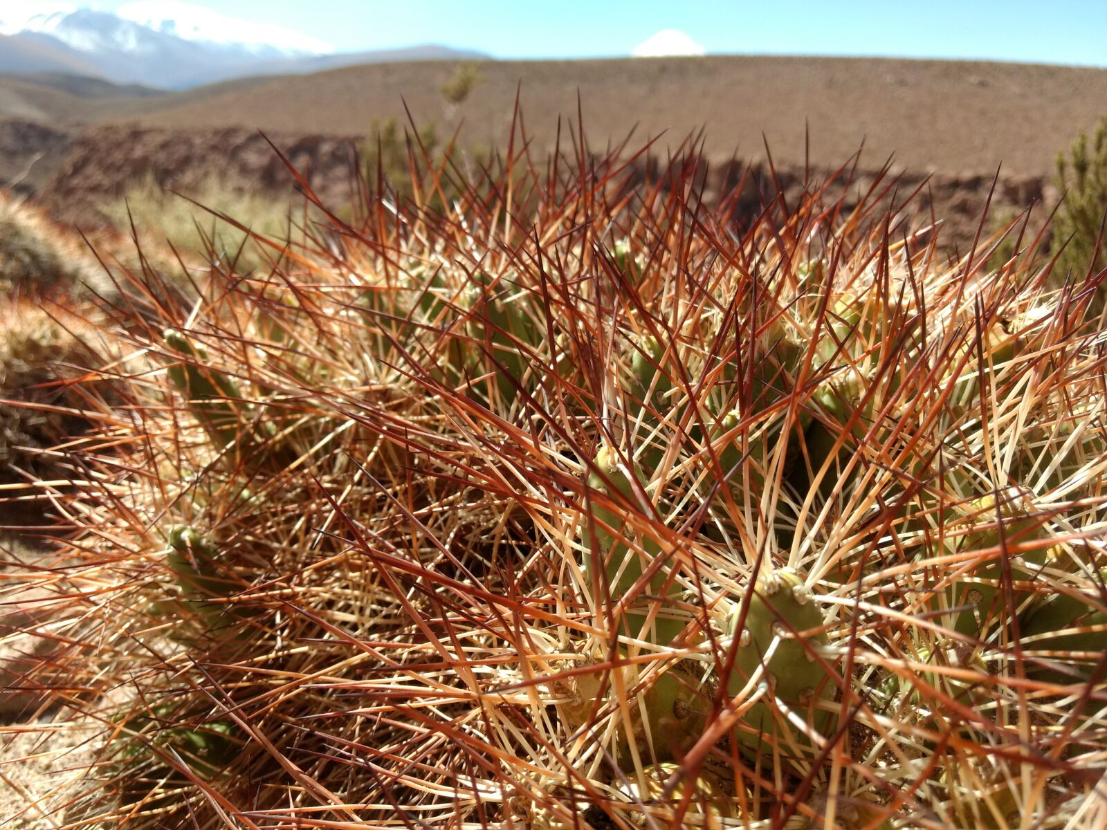 Motorola Moto G (4) sample photo. Atacama, desert, cactus photography