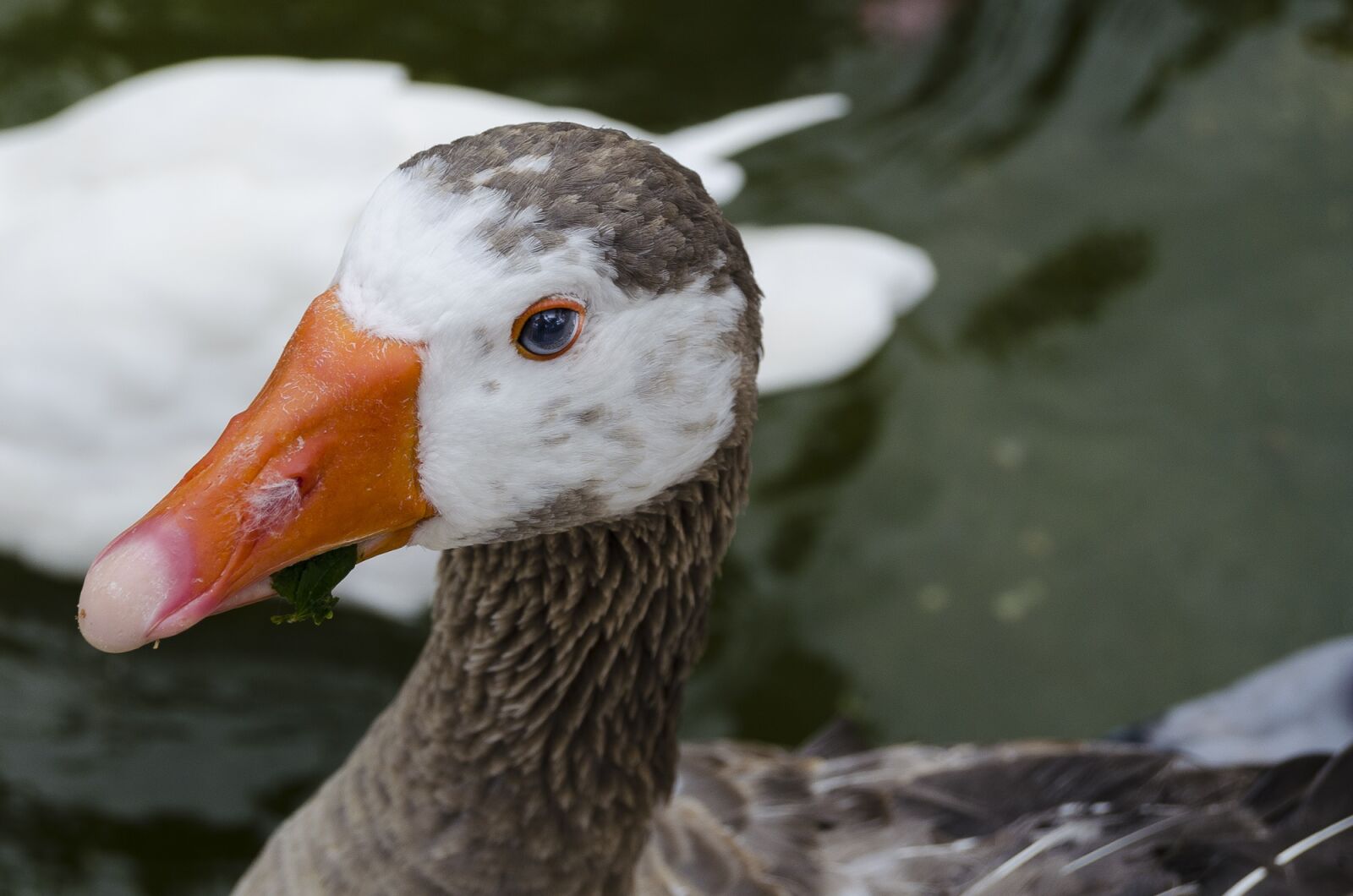 Nikon D5100 sample photo. Animal, nature, peak photography