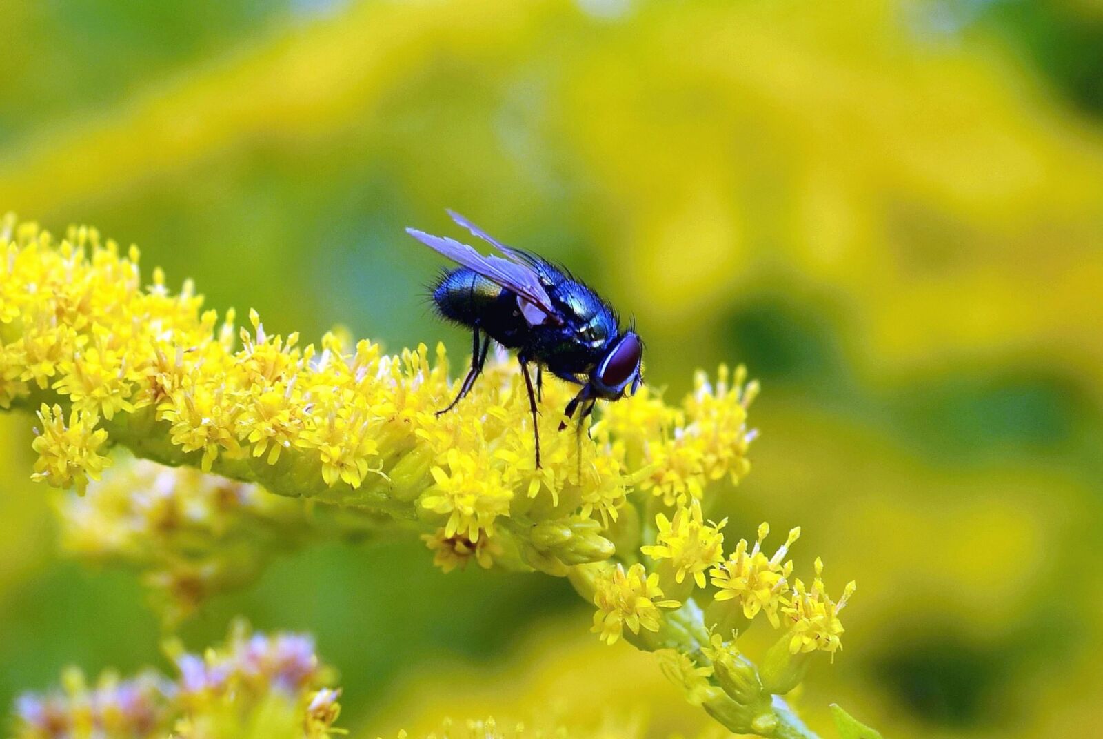 Nikon D5100 sample photo. Flies, insect, flower, branch photography