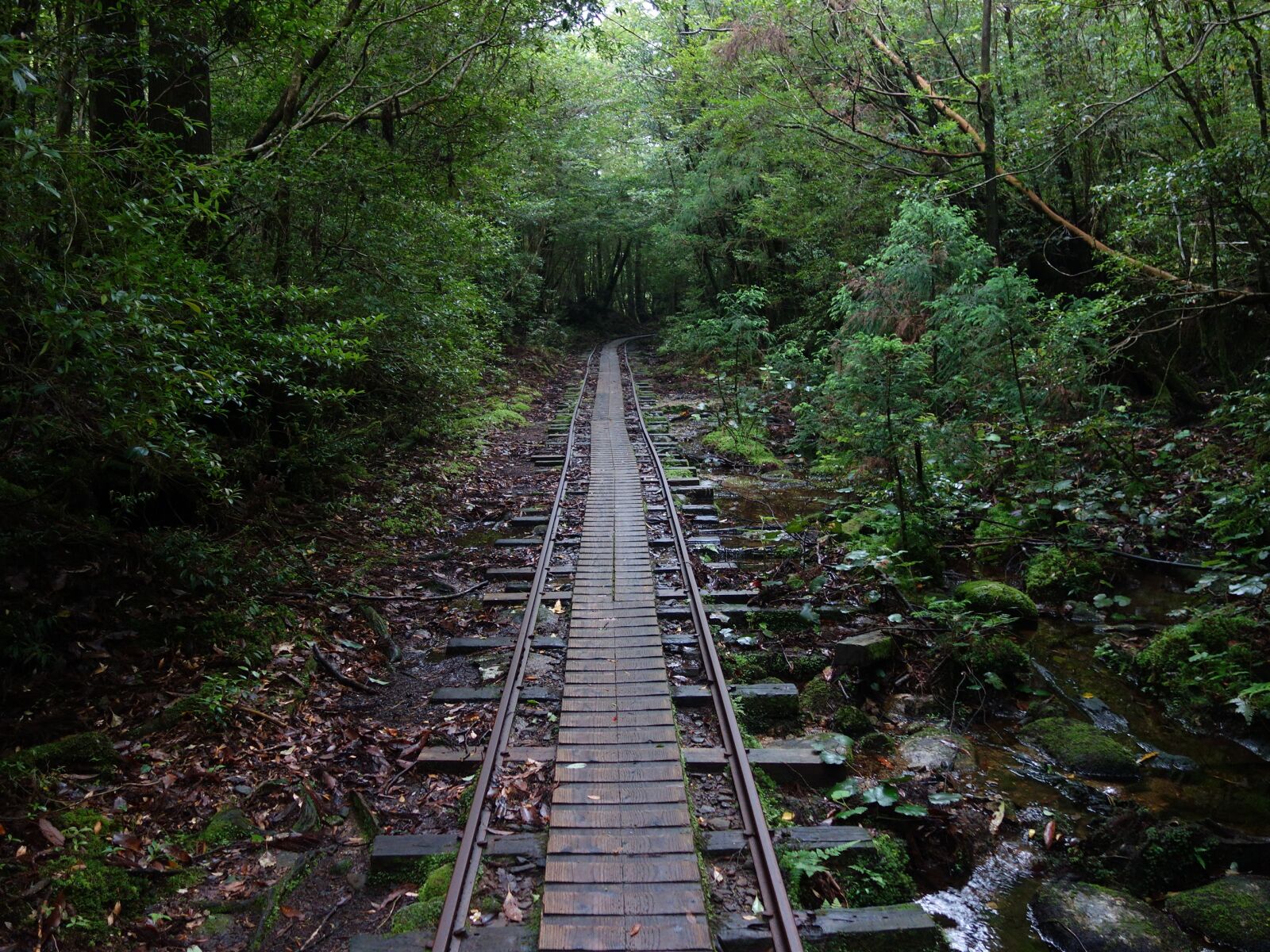Sony Cyber-shot DSC-RX100 sample photo. Yakushima island, truck road photography