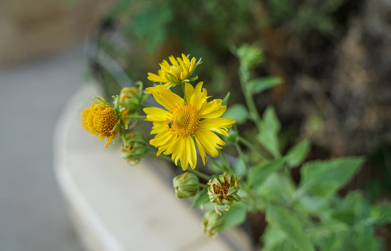 Sony a7 II sample photo. Yellow, flower, flora photography