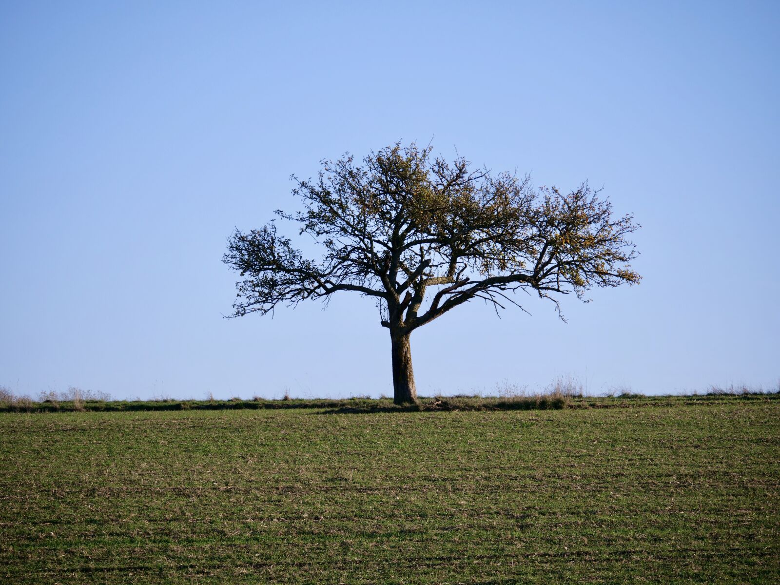 Panasonic Lumix DC-G9 sample photo. Tree, landscape, nature photography