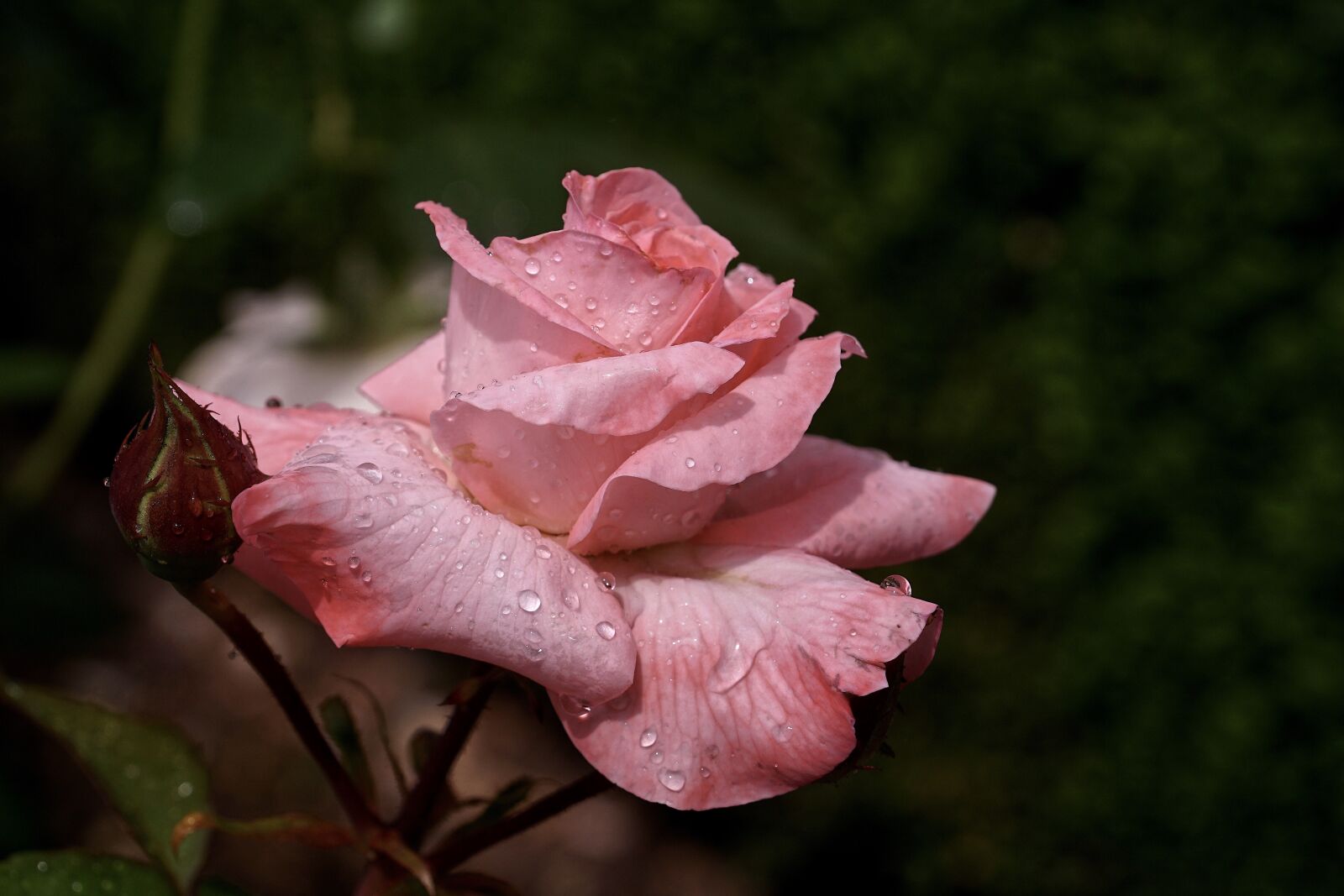 Sony DT 18-135mm F3.5-5.6 SAM sample photo. Rose, blossom, bloom photography