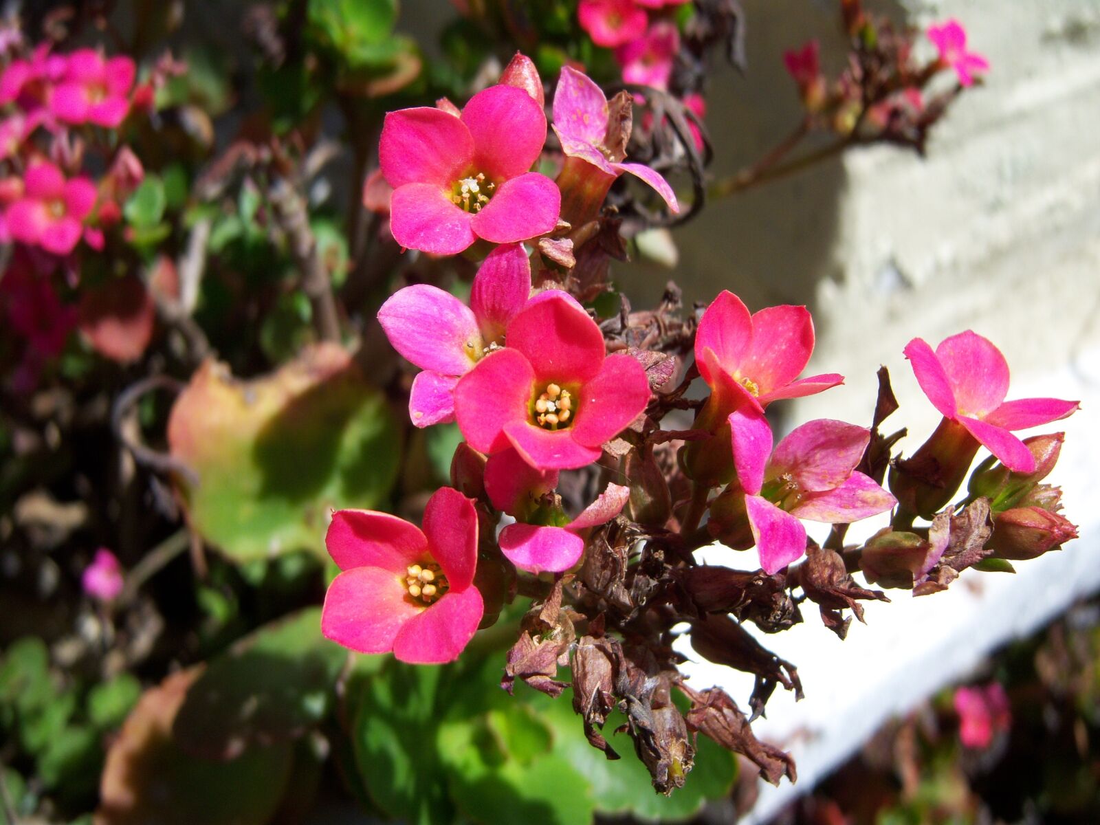 Kodak EASYSHARE V1003 ZOOM DIGITAL CAMERA sample photo. Flowers, fuchsia, sunny photography
