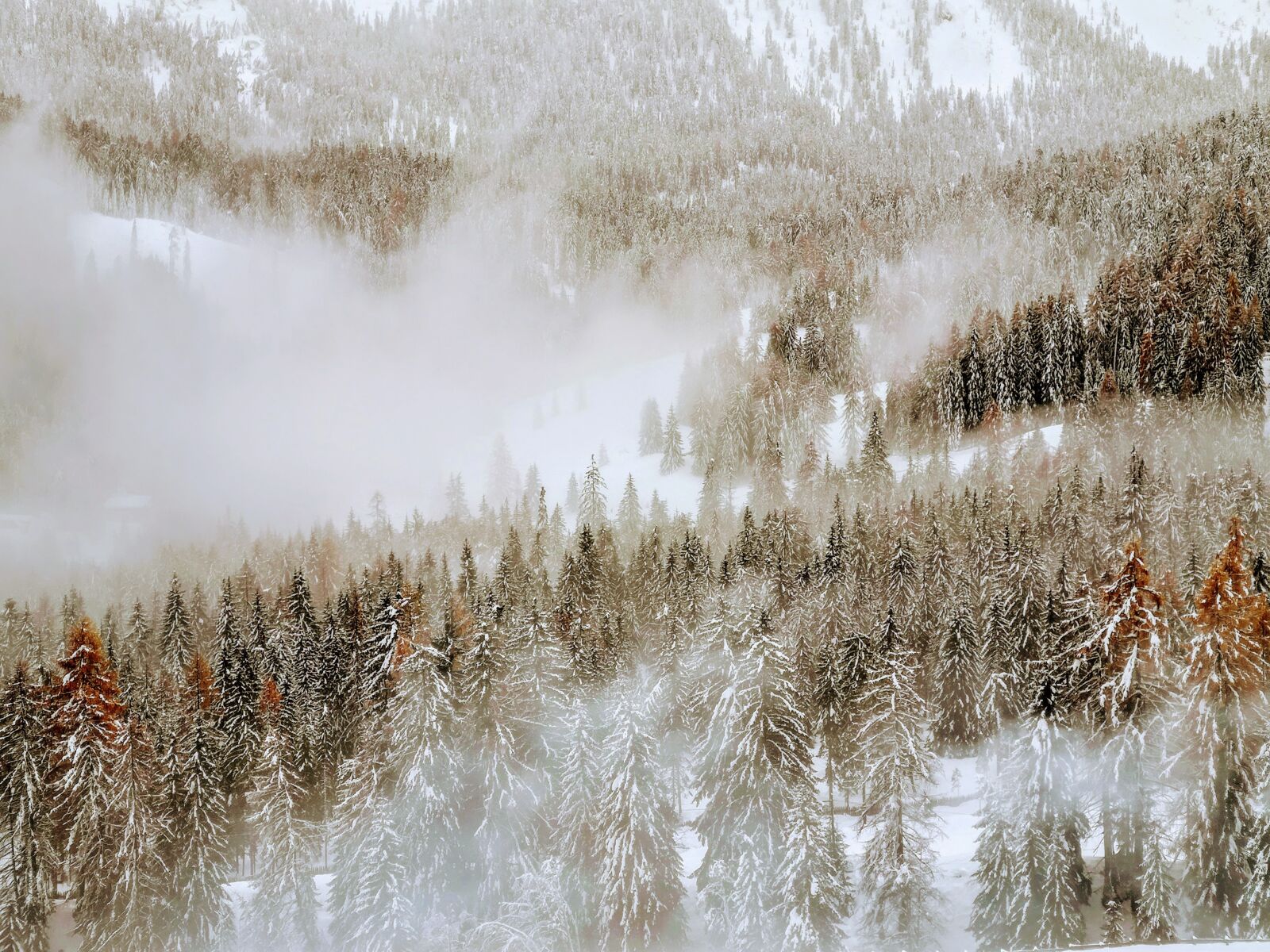 HUAWEI CLT-L09 sample photo. Forest, winter, snow photography