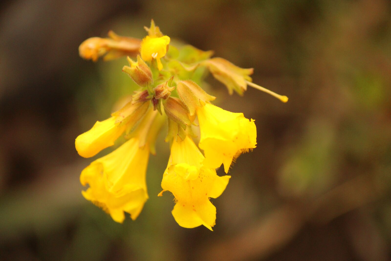 Canon EOS 700D (EOS Rebel T5i / EOS Kiss X7i) sample photo. Flower, plant, nature photography
