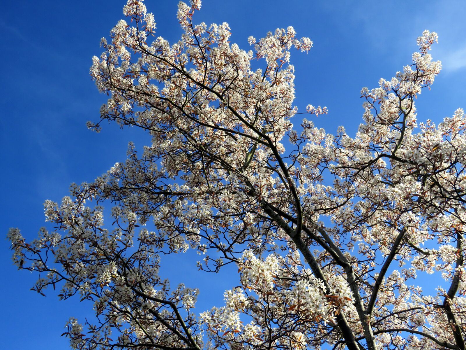Canon PowerShot SX540 HS sample photo. Blossom, tree, spring photography