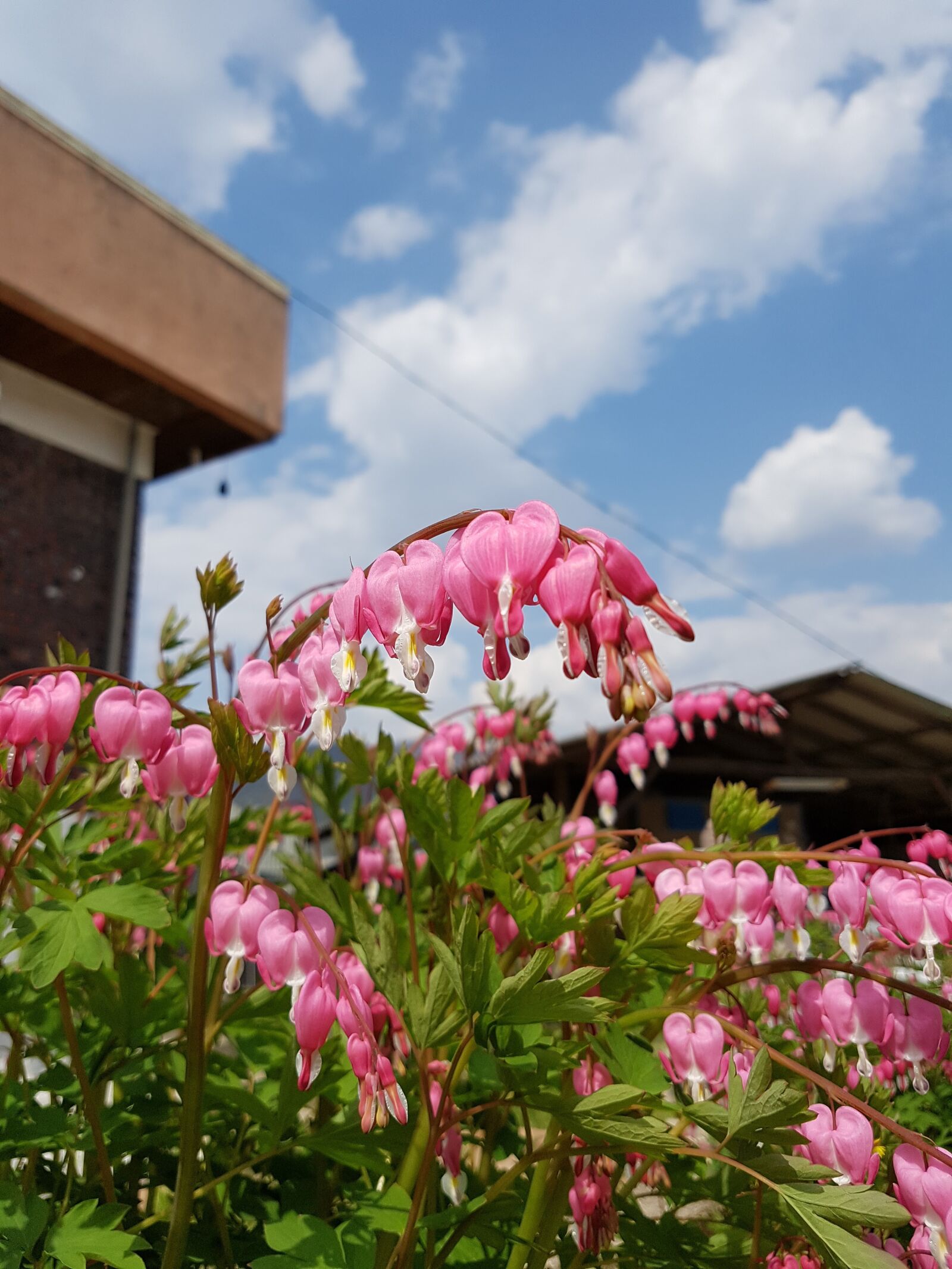 Samsung Galaxy S7 Edge sample photo. Spring flowers, sky, flowers photography