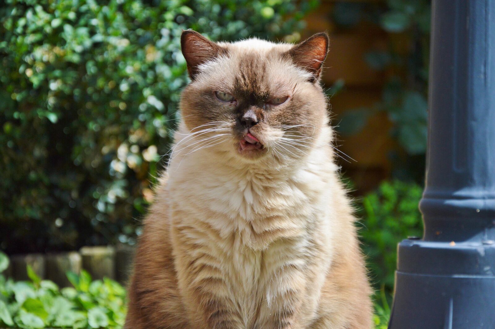 Nikon D3200 sample photo. Cat, breed cat, british photography