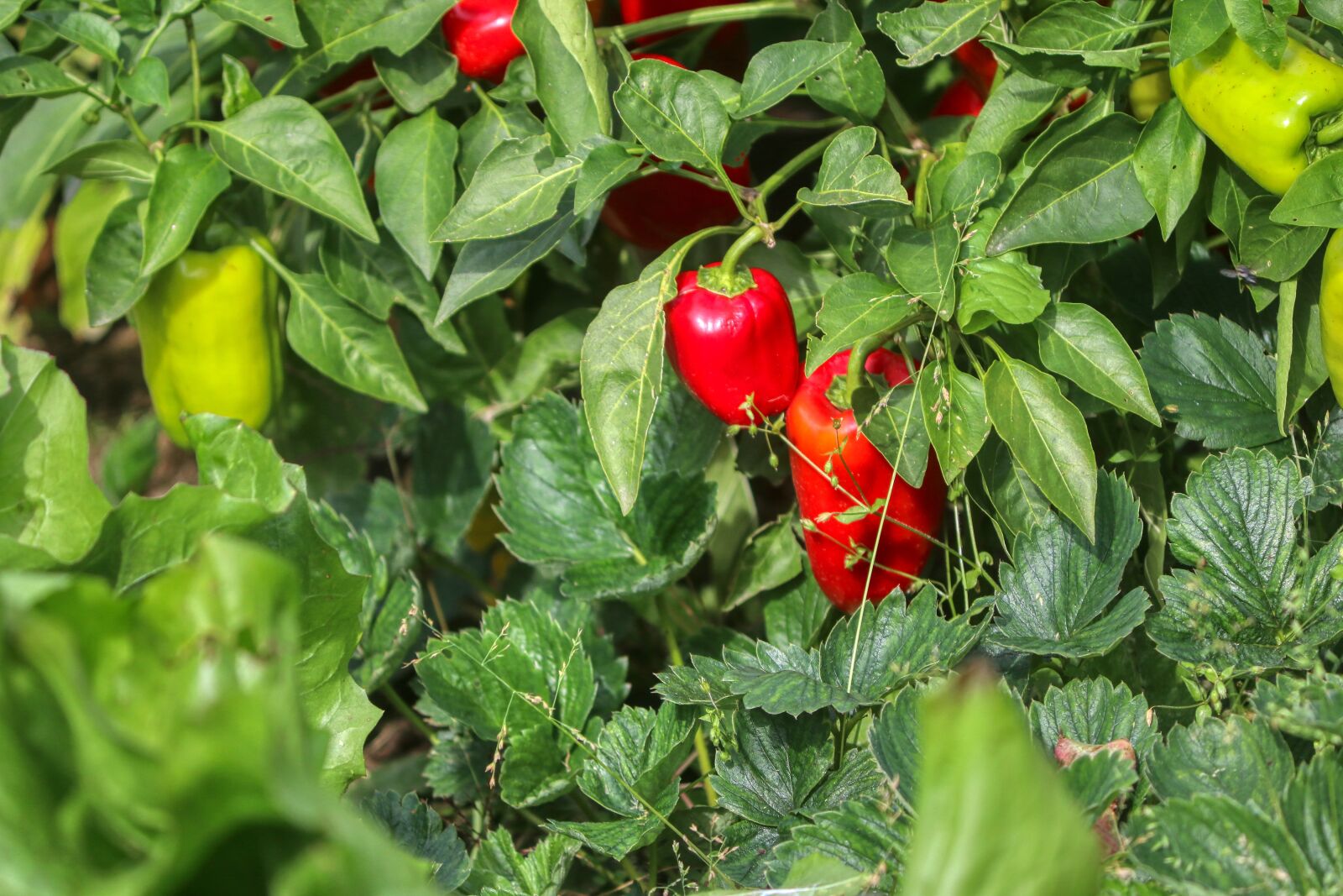 Canon EOS 80D sample photo. Paprika, vegetables, garden photography