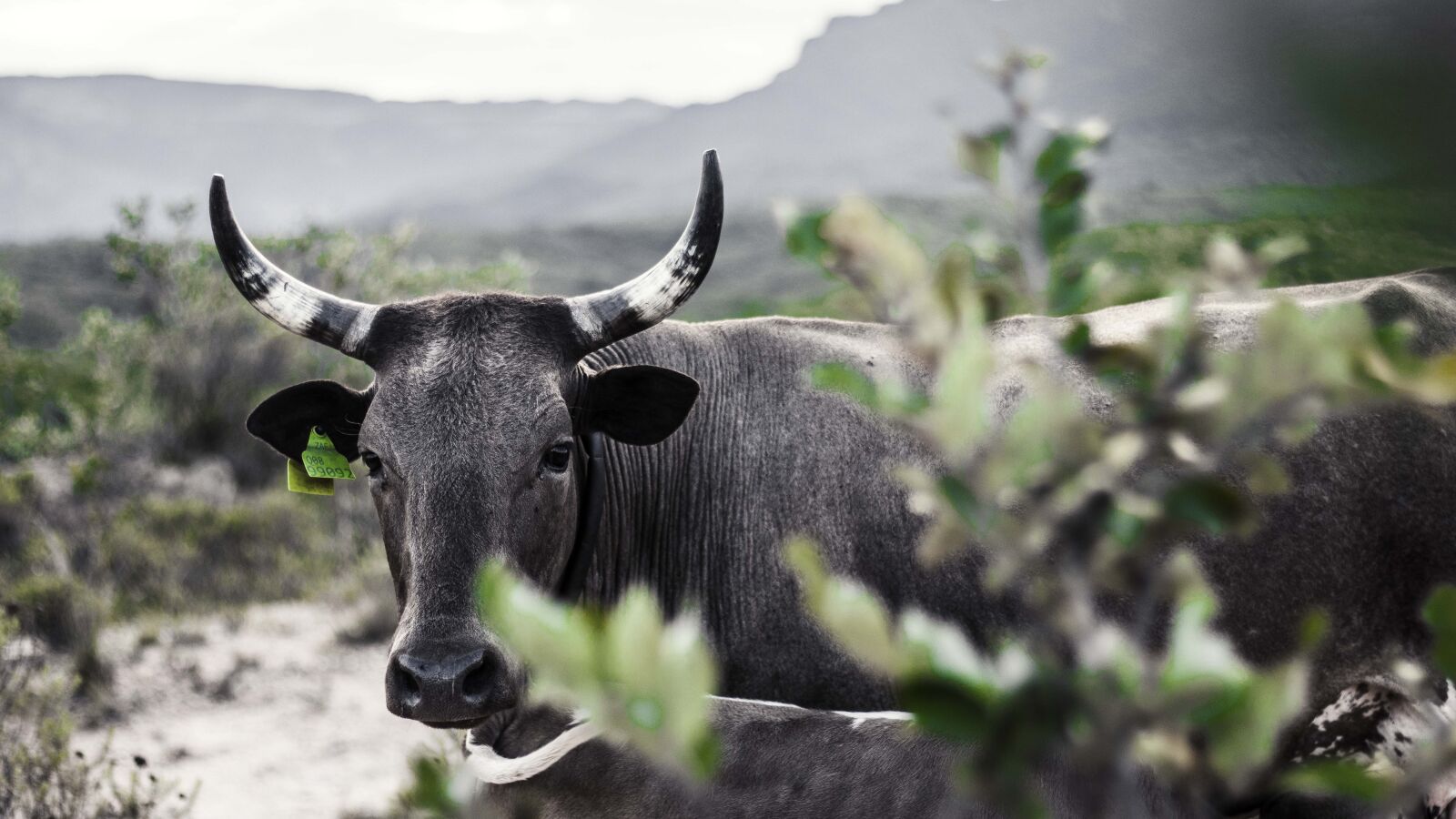 Canon EOS 77D (EOS 9000D / EOS 770D) sample photo. Nature, animal, bull photography