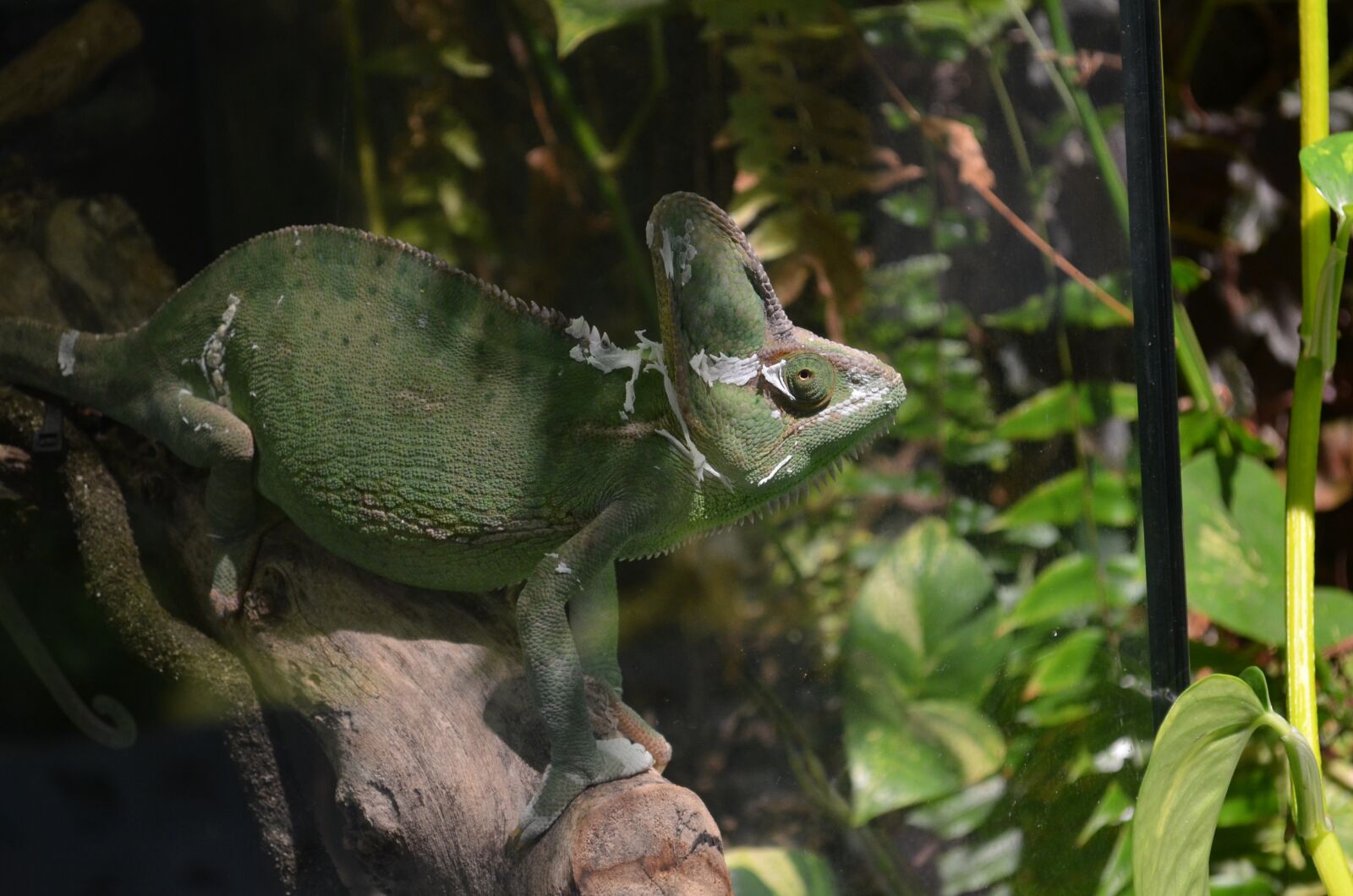 Nikon D5100 sample photo. Animal, lizard, wild photography